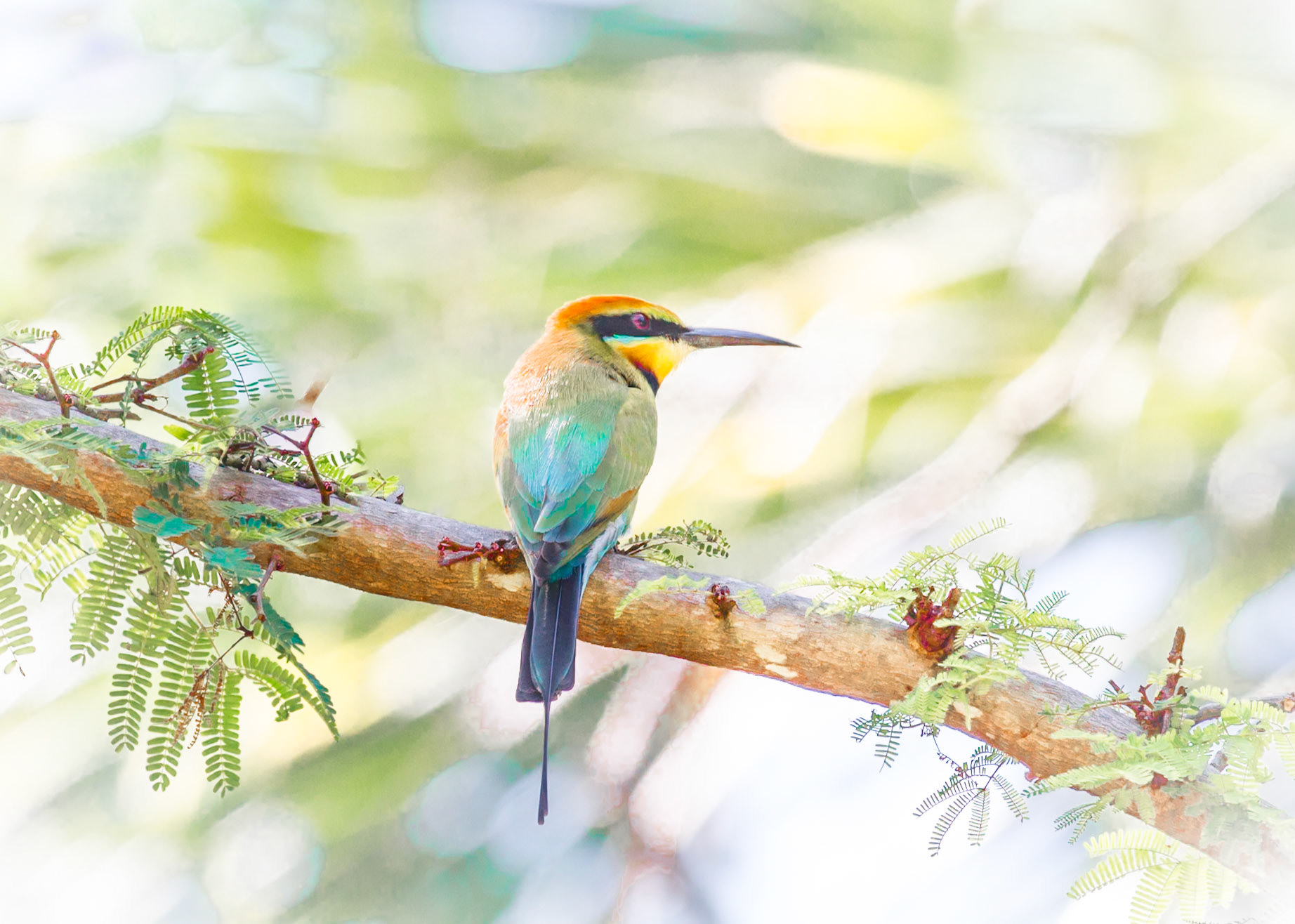 A Rainbow Bee Eater catches a breath at Darwin Botanical Gardens NT