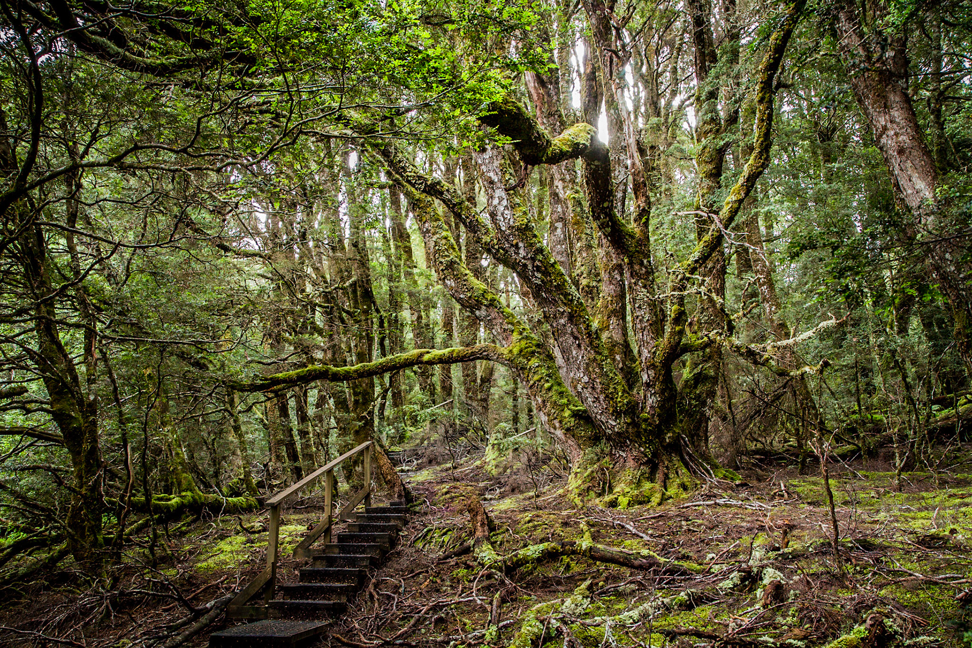 Captain Billy's Cradle Mt TAS