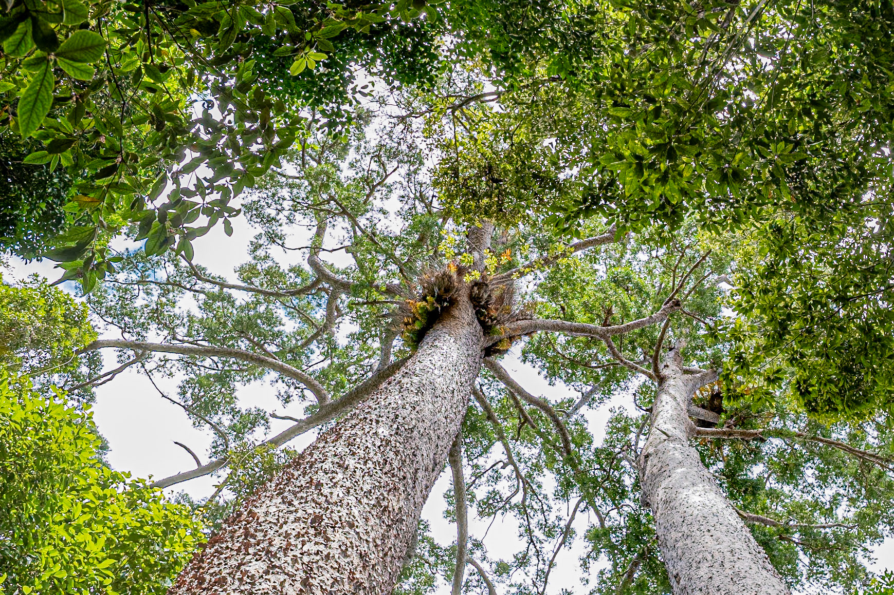 Kauri Tree 1