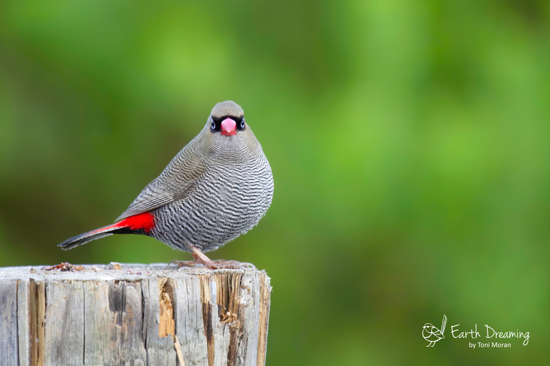 What a special surprise to see this Beautifu' Firetail at Bay of Fires TAS Australia