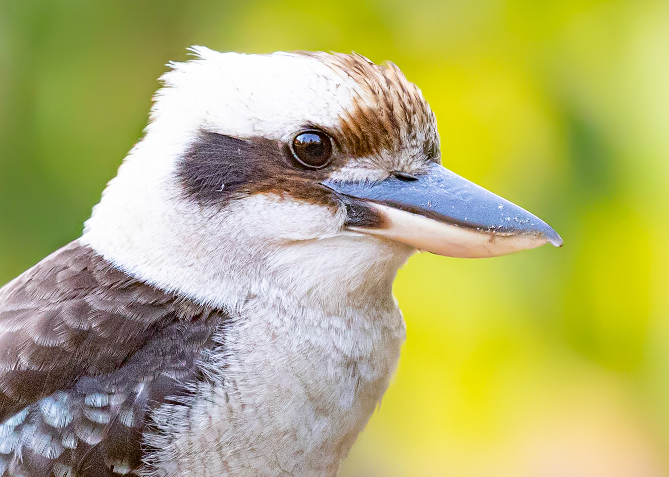 The familiar watchul eye of the gorgeous Laughing Kookaburra - Wappa Dam, Sunshine Coast, QLD Australia