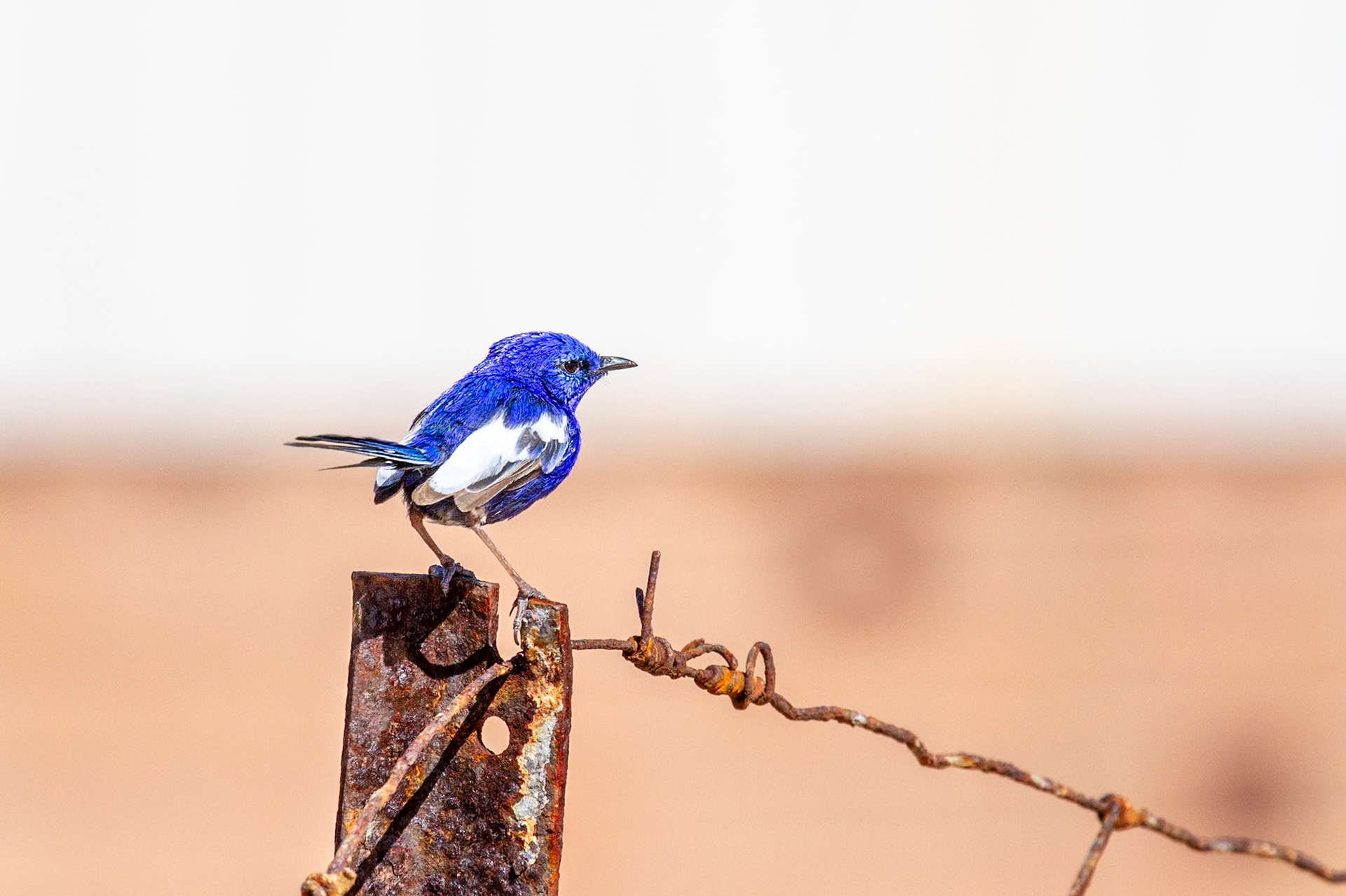 White-winged Fairywren on Barbed Wire Fence