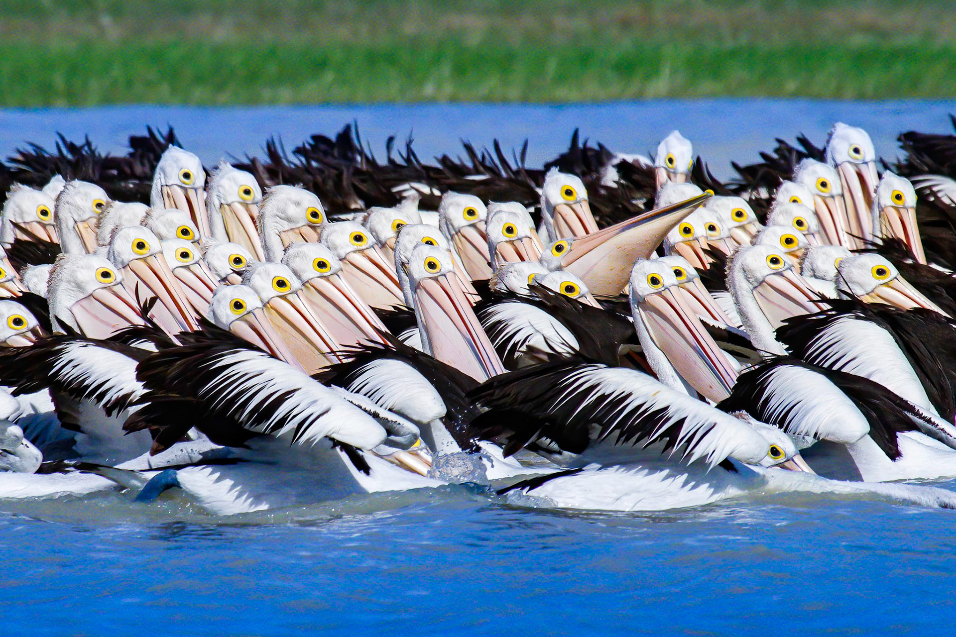 Pelicans on Parade NT