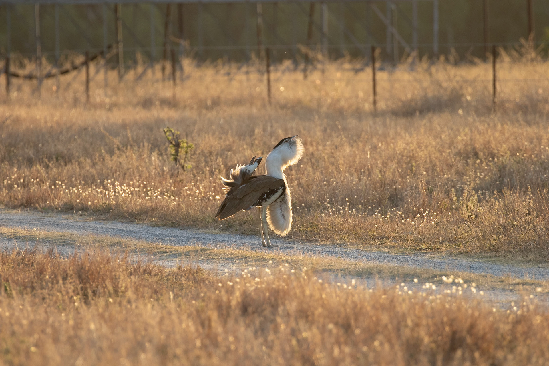 Displaying Bustard - Mary Farms