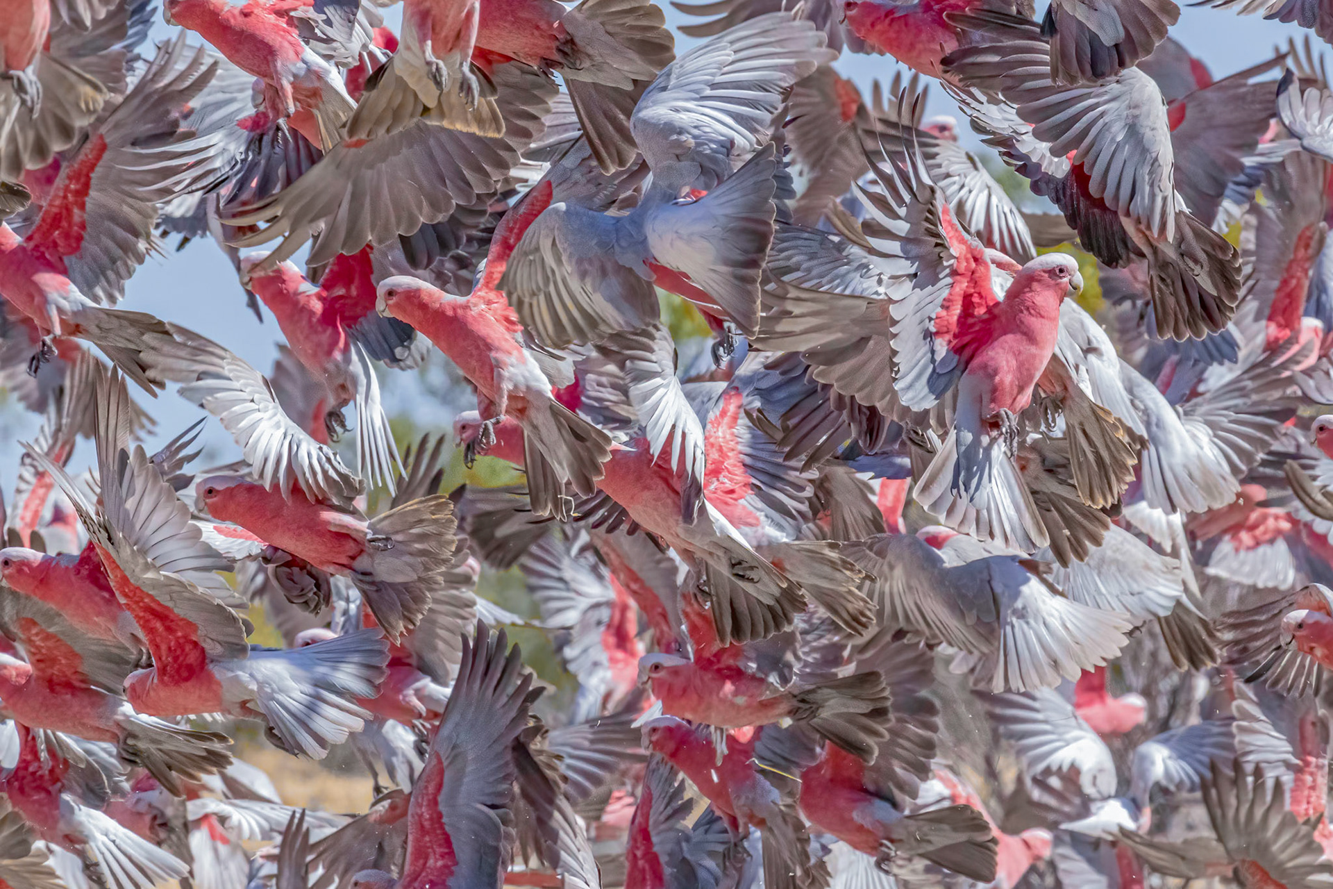 Galah Explosion
