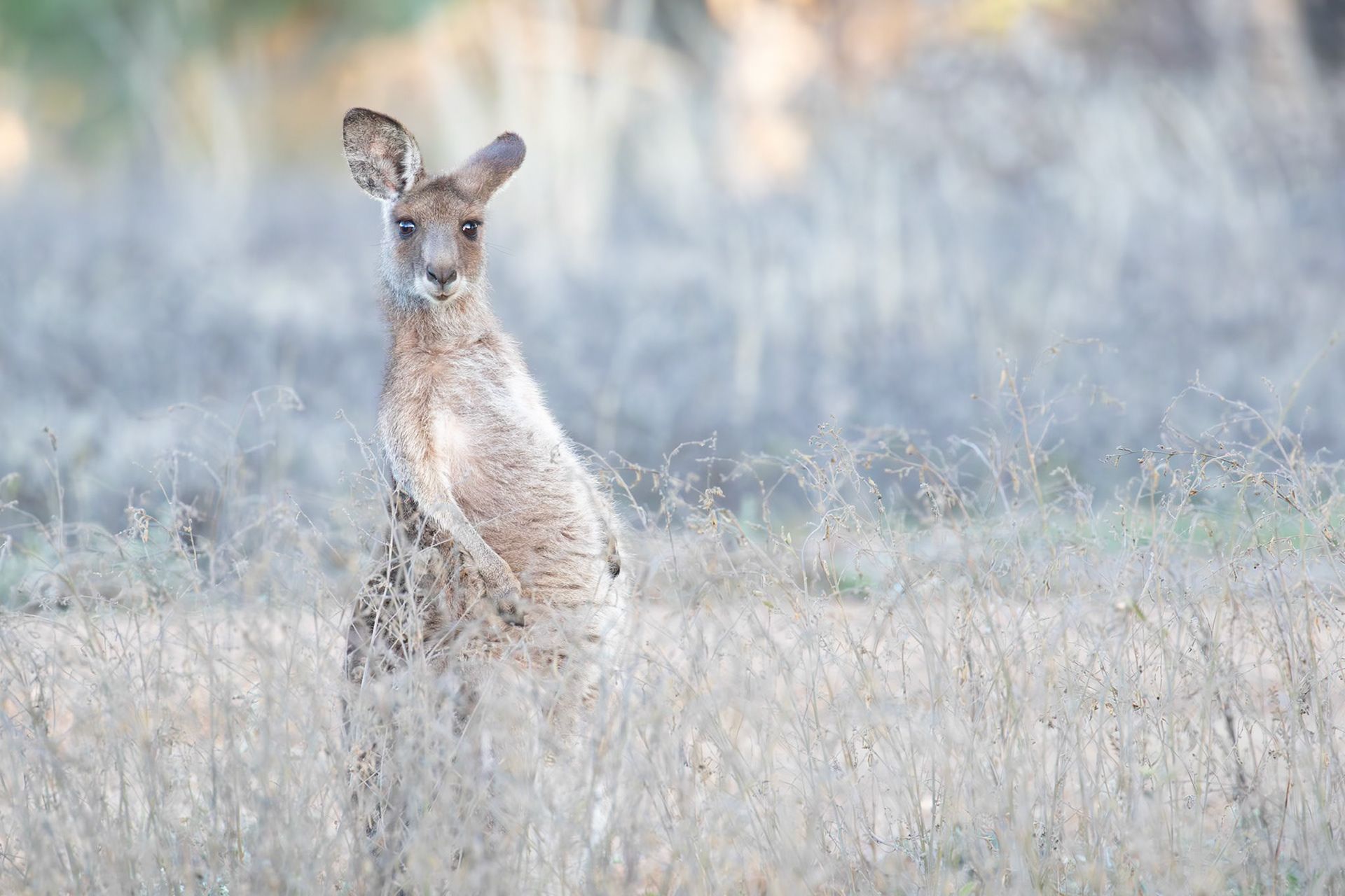 Cute Grey Kangaroo