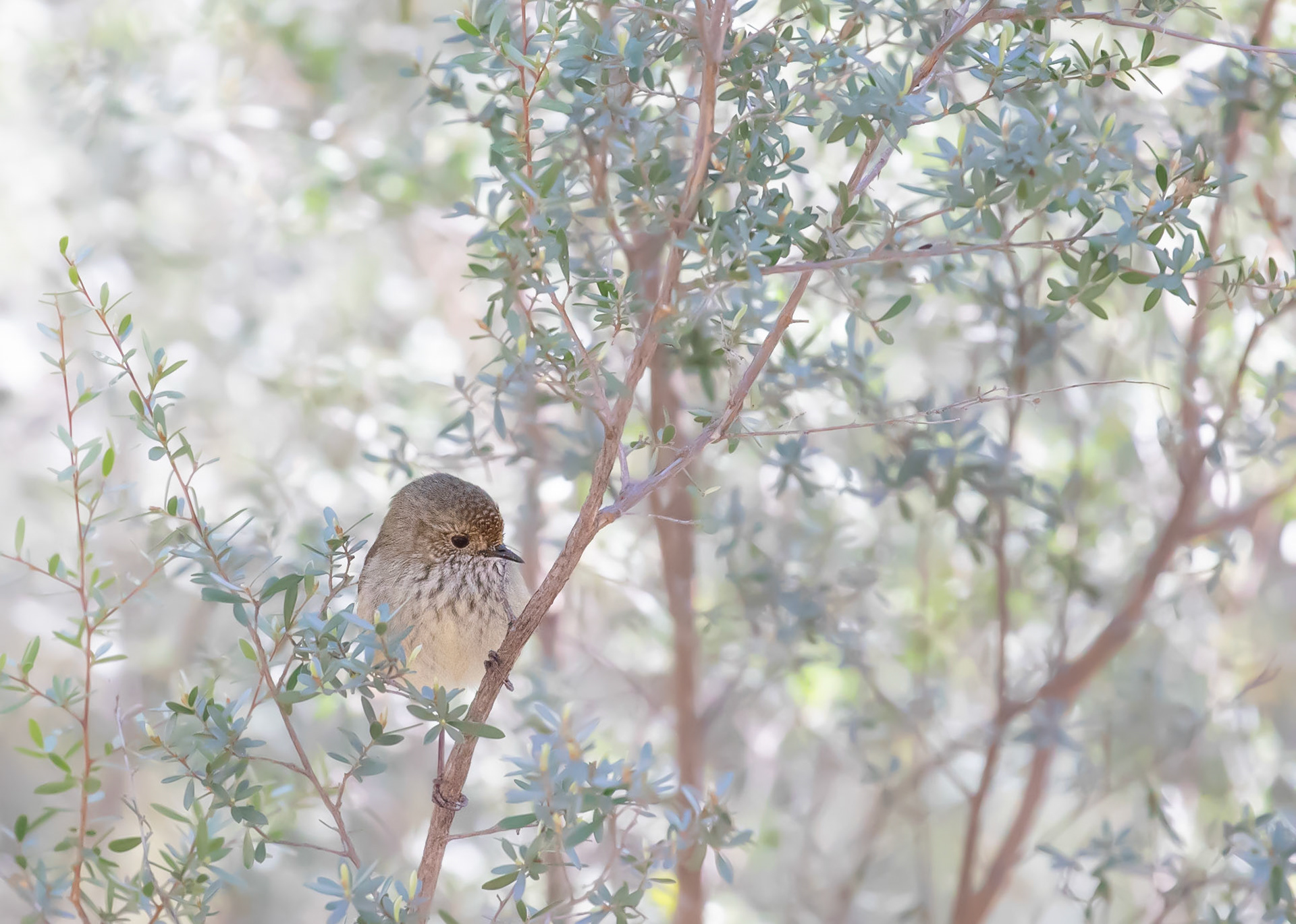 Brown Thornbill