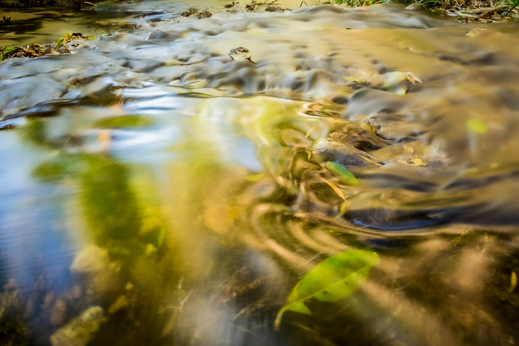 Rainforest Creek