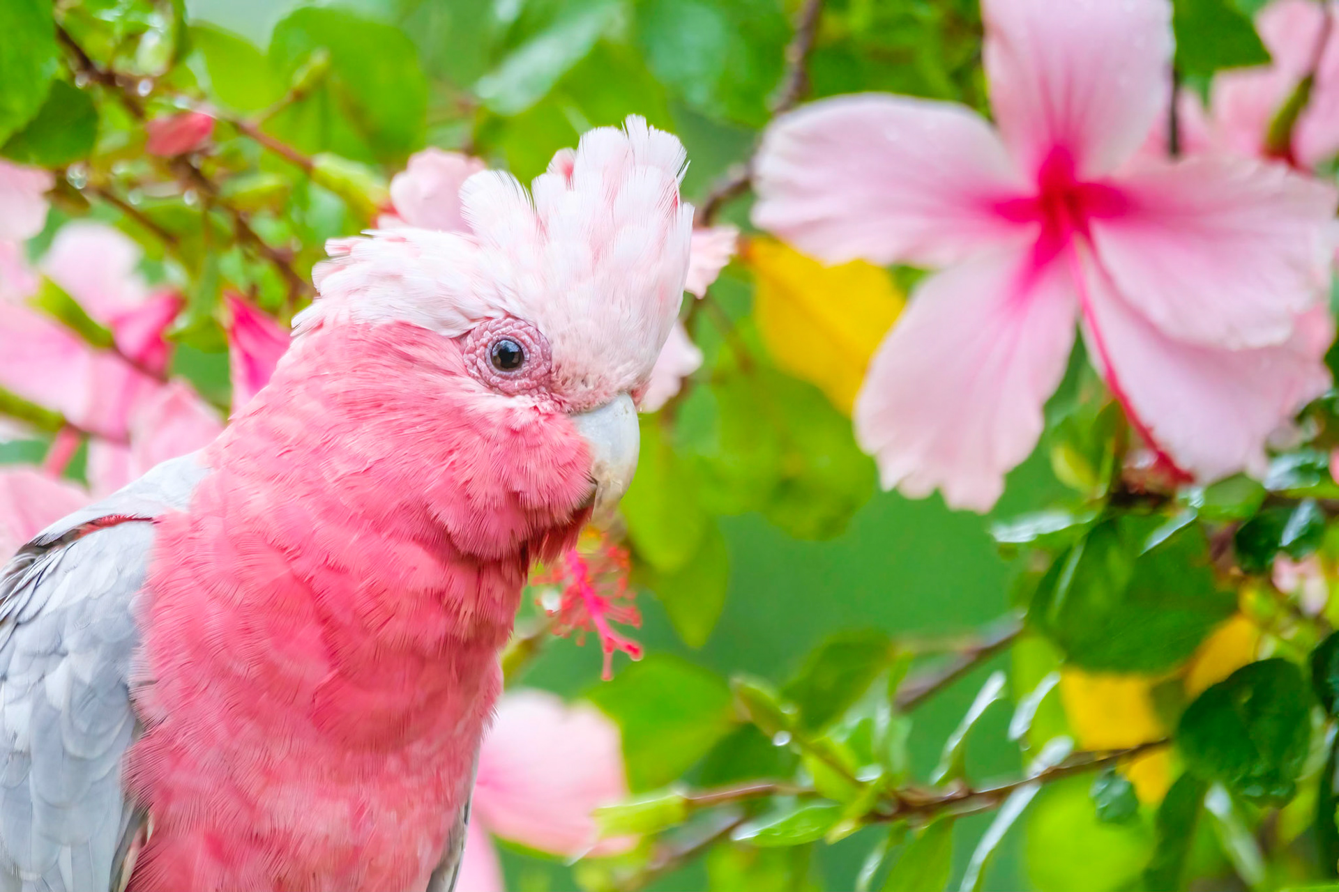 Pink Galah Male