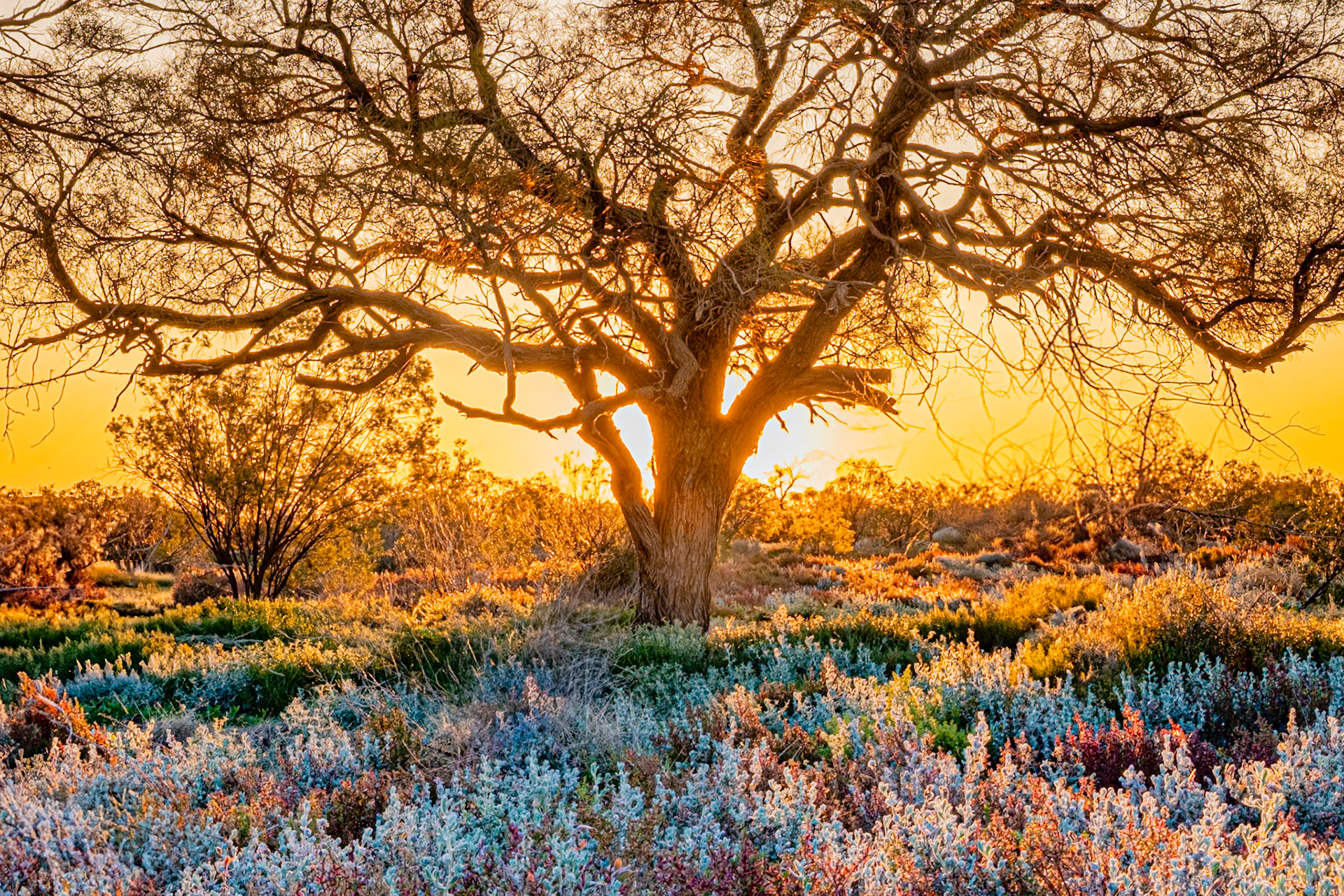 Paroo Golden Sunset