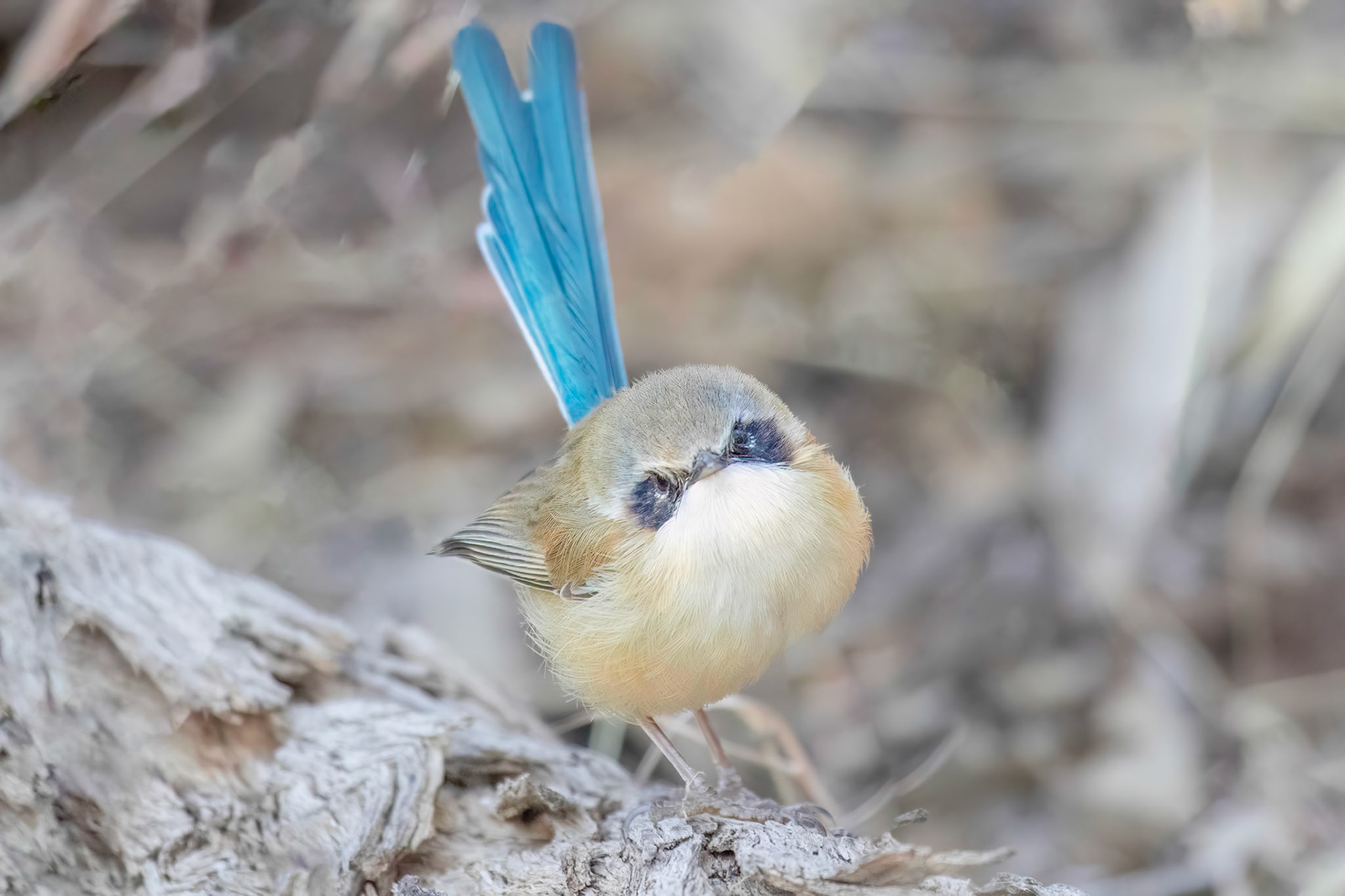 Purple Crowned Fairy Wren - Lawn Hill NP QLD