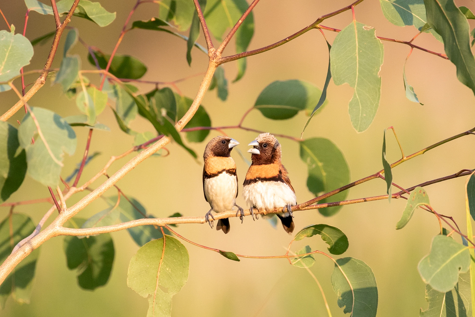 Chestnut Breasted Mannikin