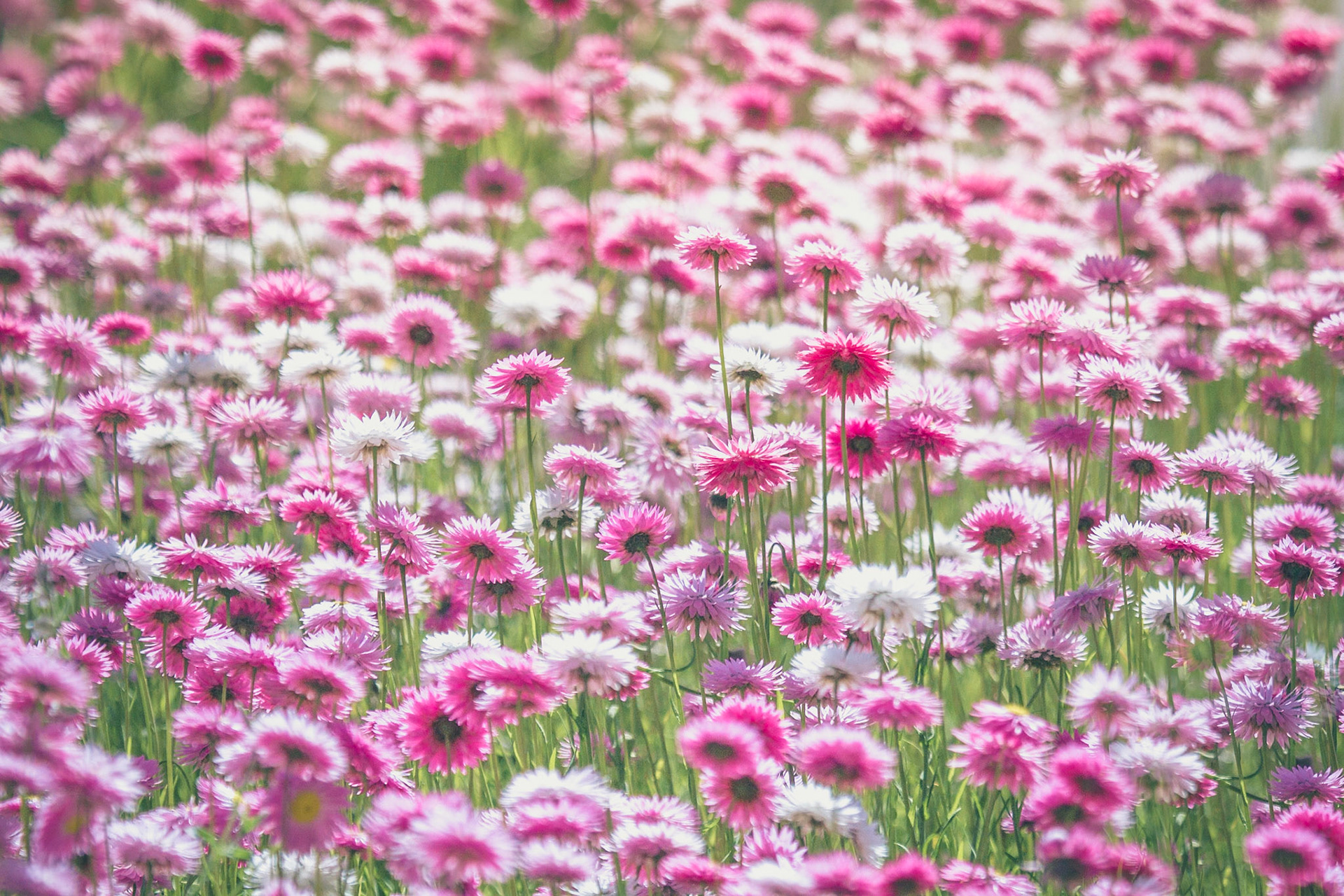 Western Australia Wildflowers.