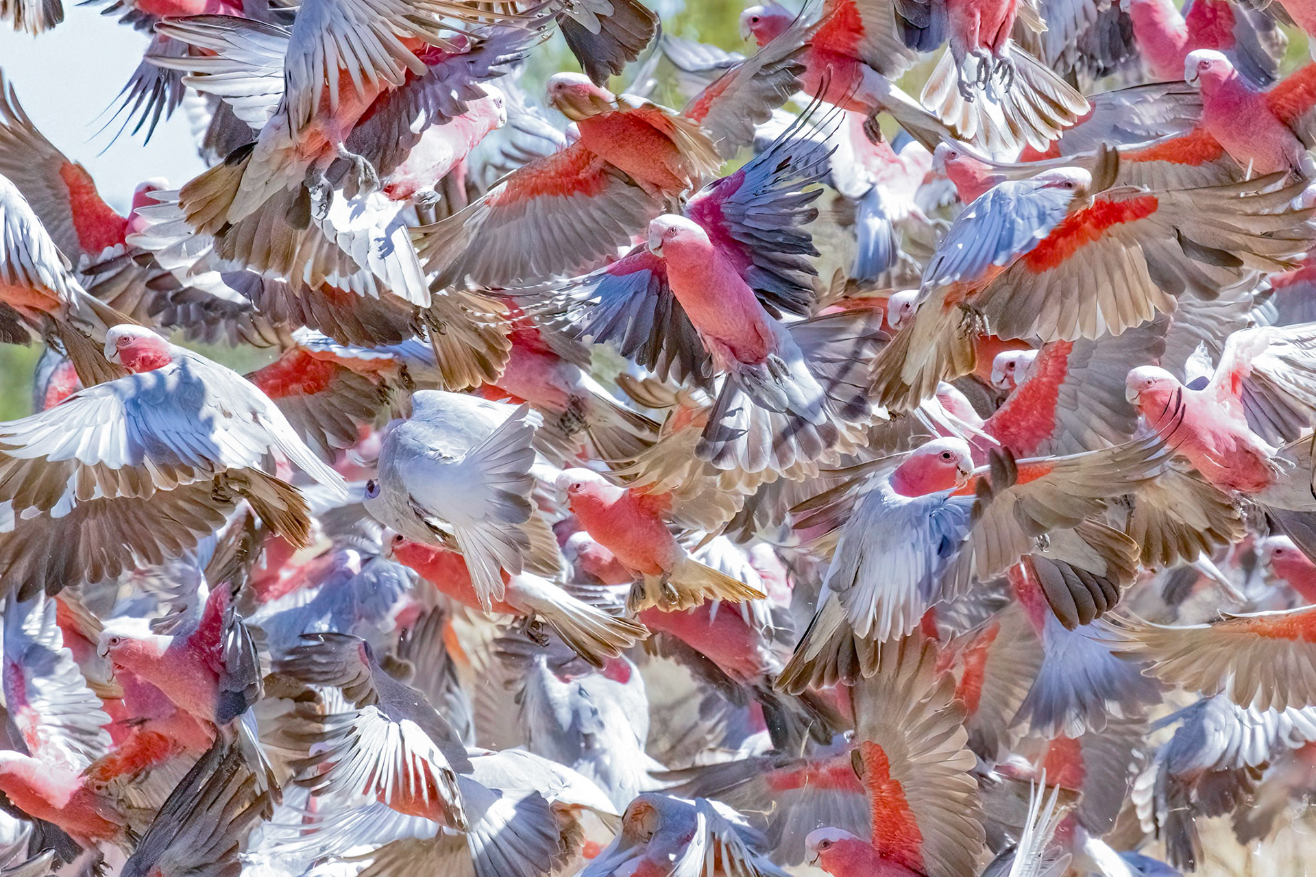 From peacefuly grazing in the field to Galah Explosion in a flash. Thanks to a Black Kite flying over head. :)
