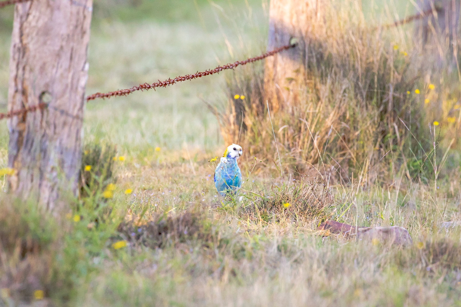 Pale Headed Rosella