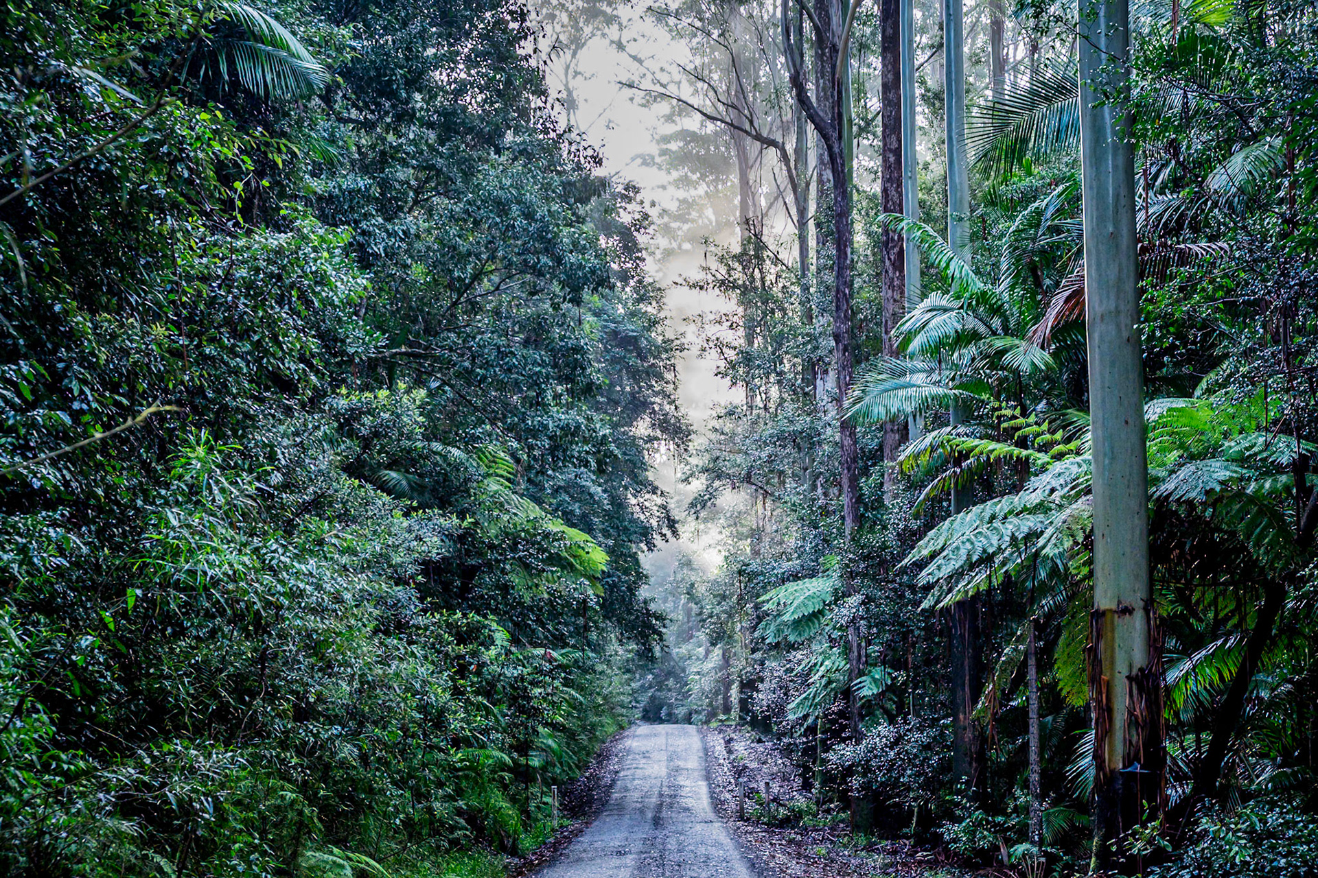 Nightcap NP NSW