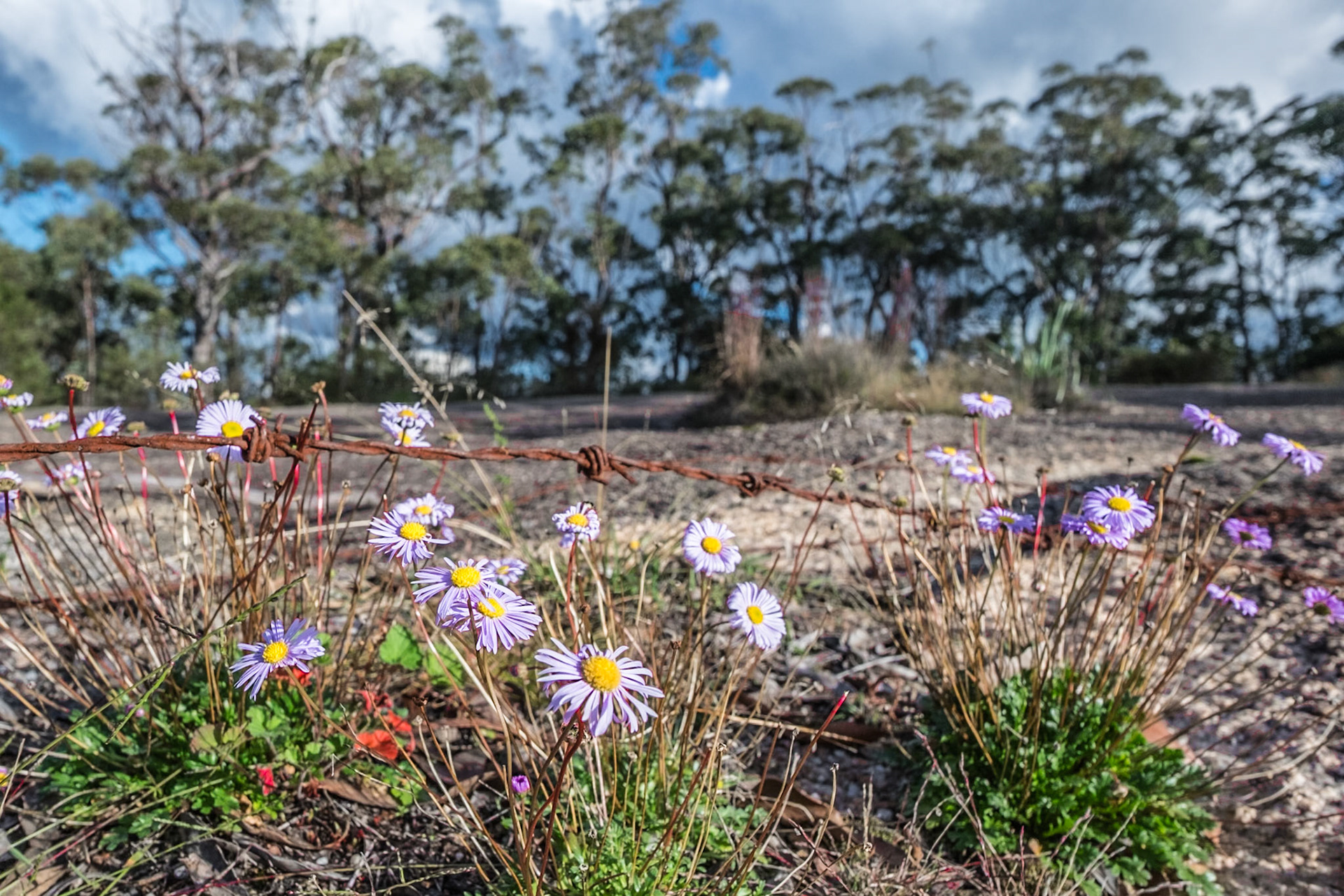 This old barbed wire fence was the old QLD NSW border at Girraween NP.