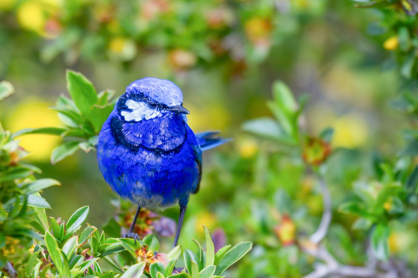 Splendid Fairy Wren - Margaret River WA