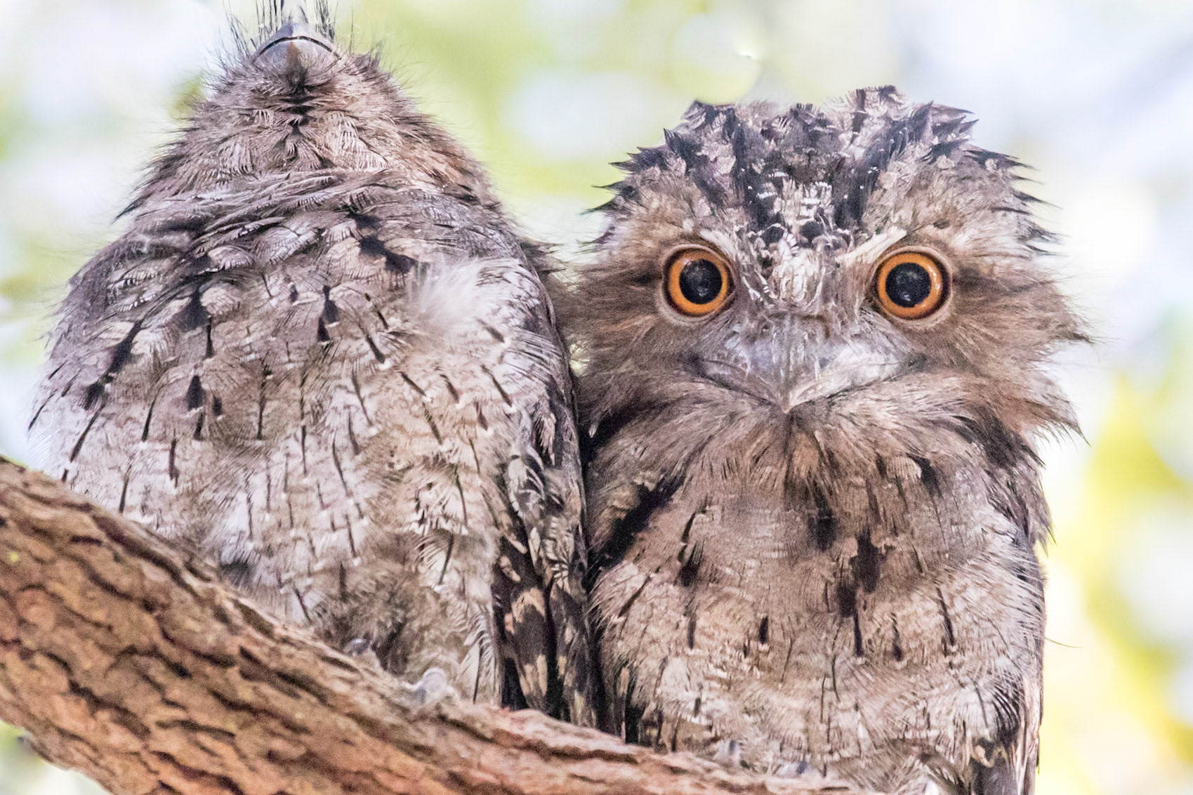 How cute is a baby Tawny Frogmouth? Stradbroke Island QLD
