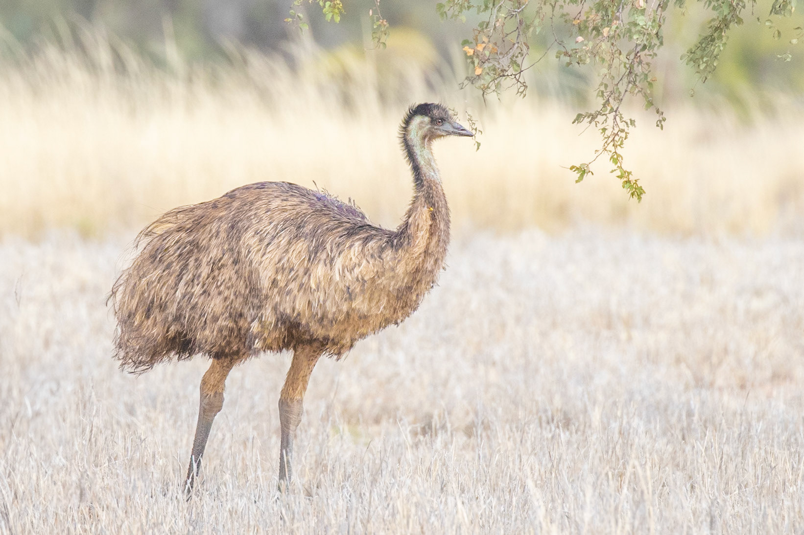 Emu