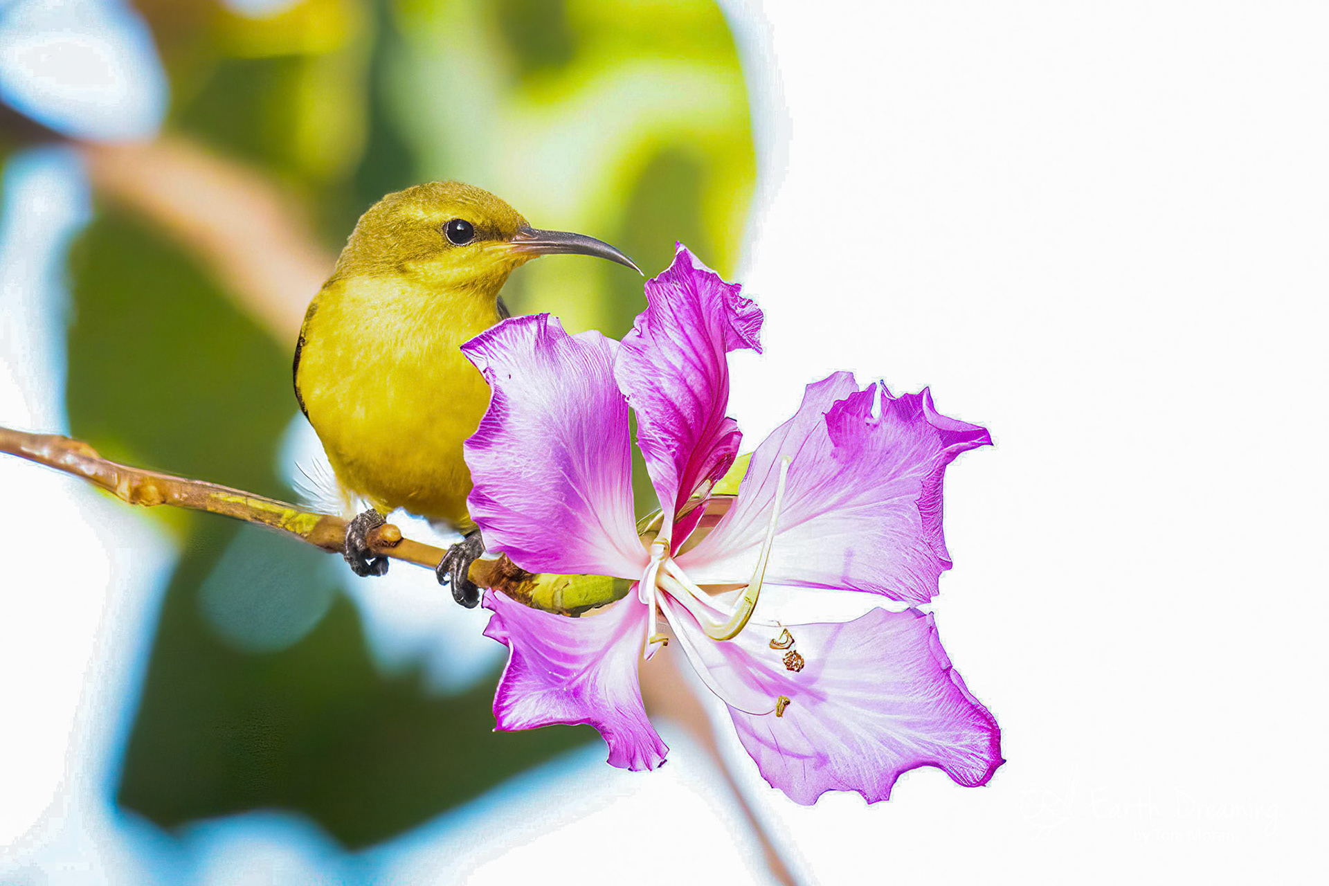 Olive Backed Sunbird - Mt Molloy QLD