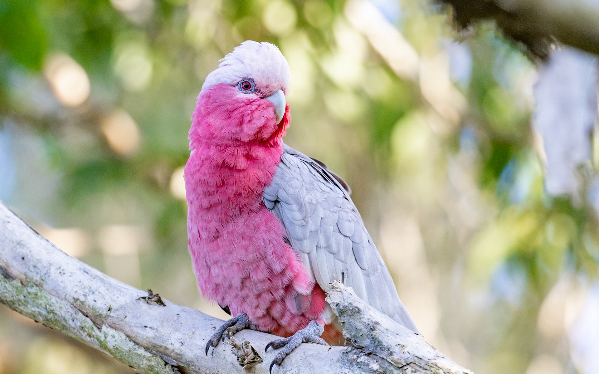 These cheeky litte parrots are always so much fun to watch.