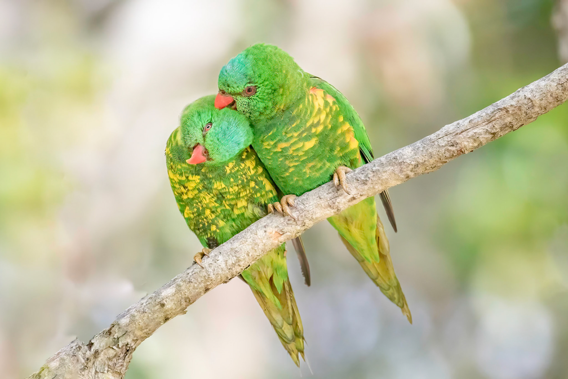 Scaly-Breasted Lorikeet