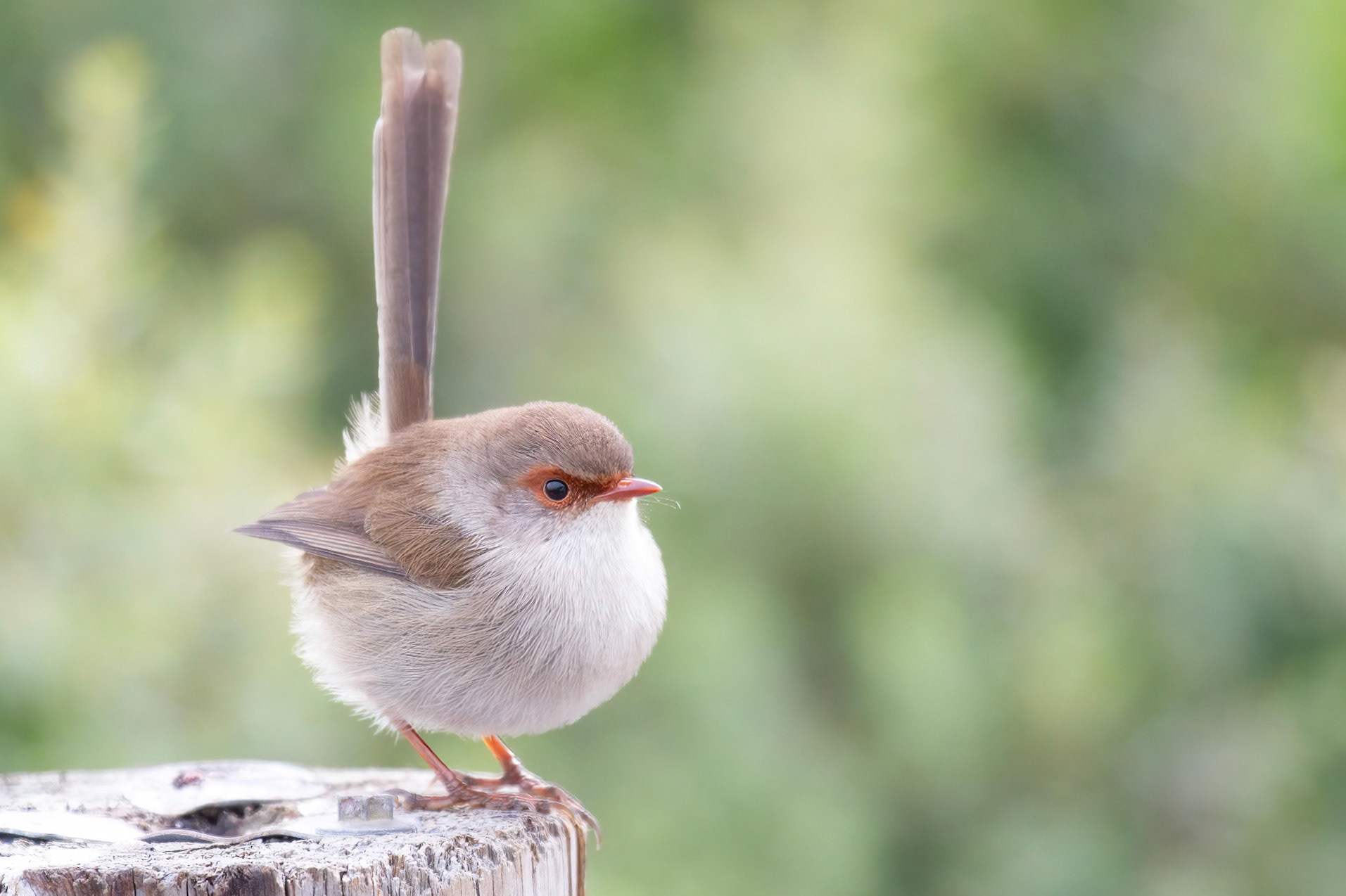 Female Superb Fairywren