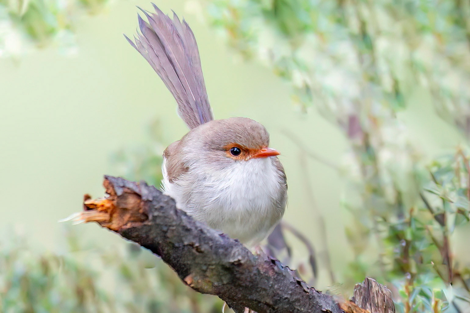 Female Superb Fairywren