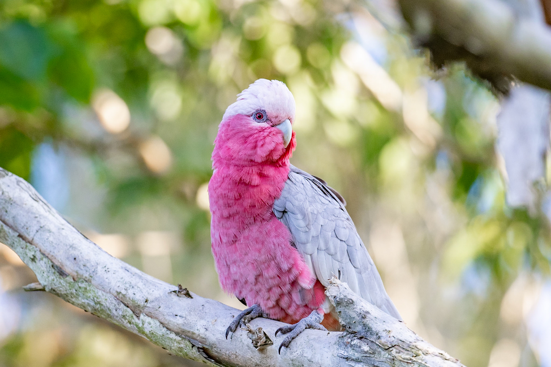 These cheeky litte parrots are always so much fun to watch.