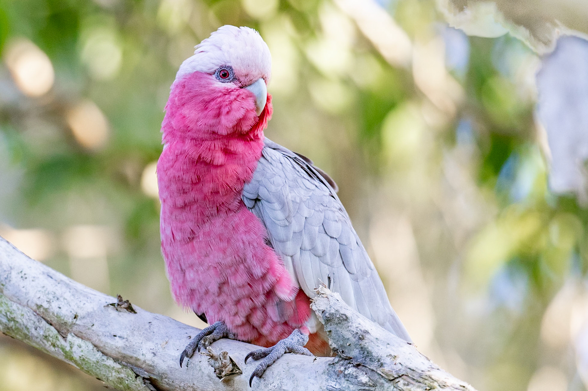 These cheeky litte parrots are always so much fun to watch.