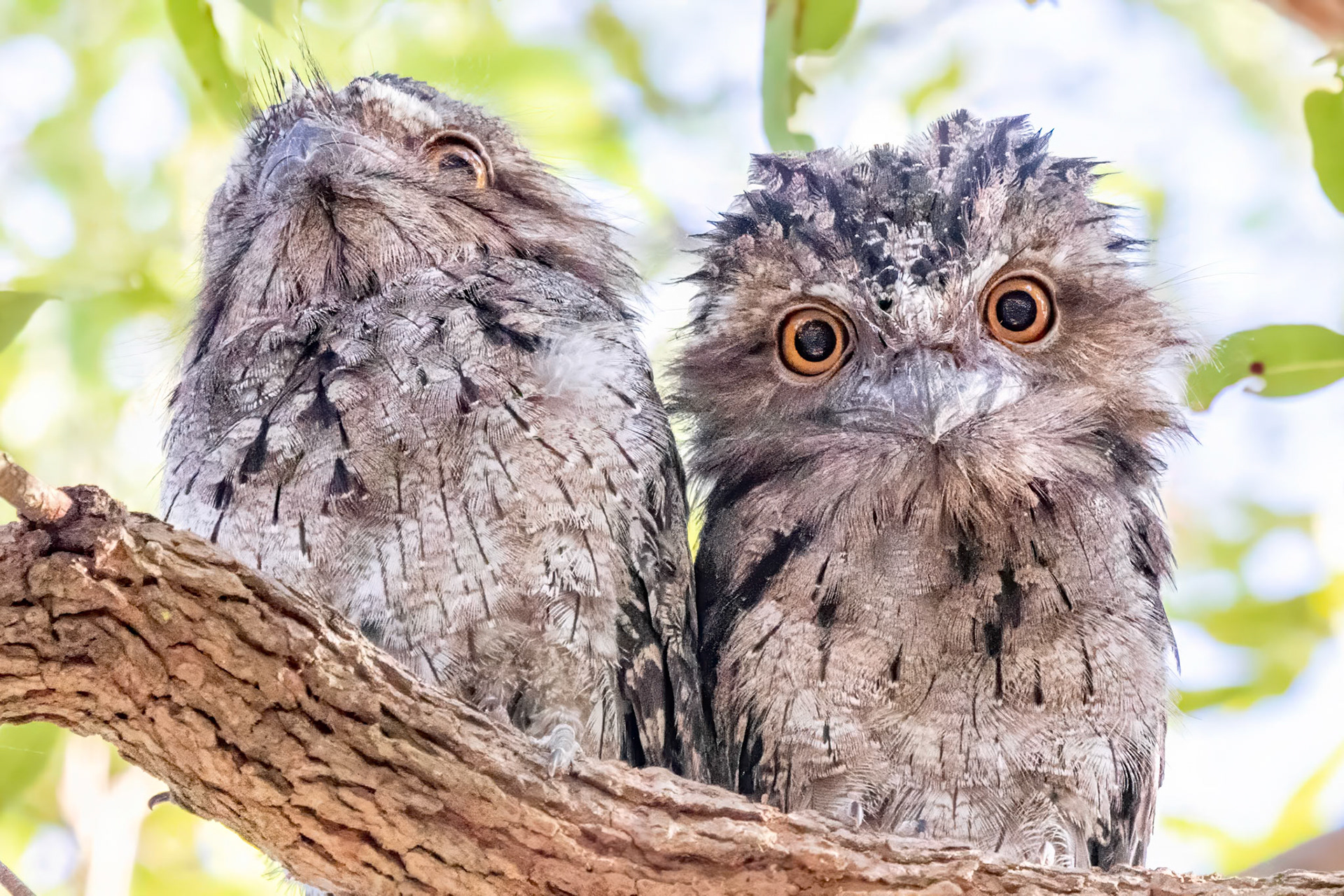 Frogmouth chicks keep an eye on camp at Stradbroke Island Qld