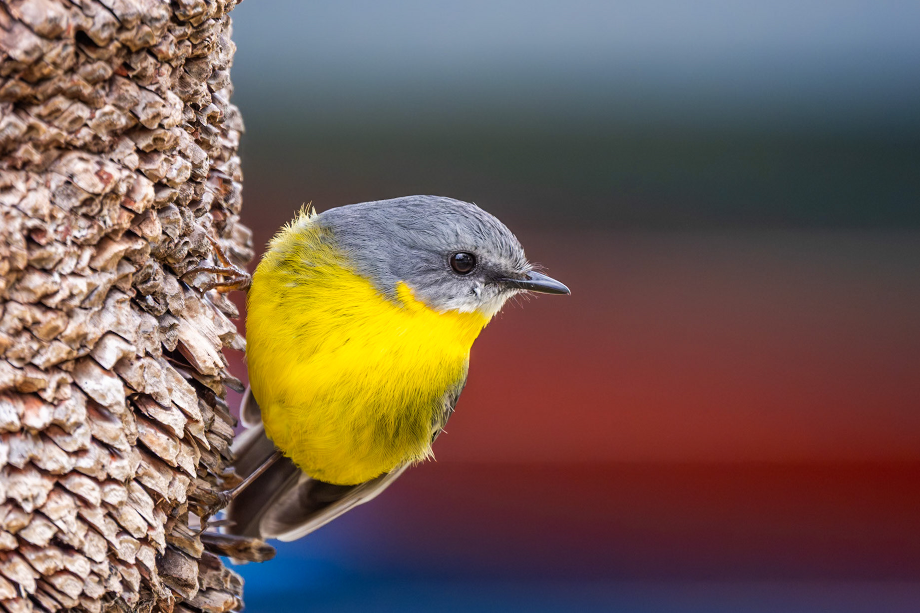 Eastern Yellow Robin