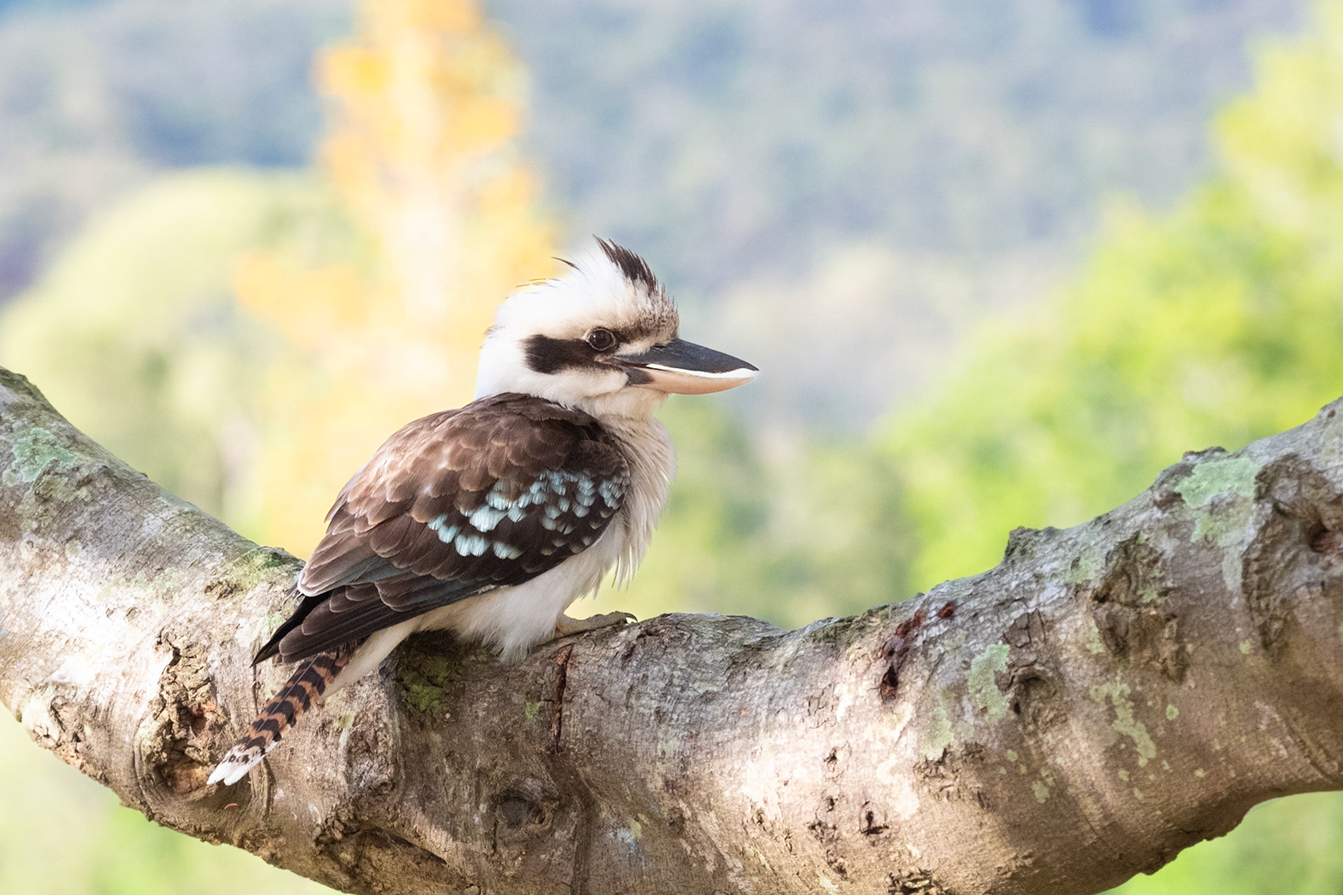 Kookaburra Christmas Creek
