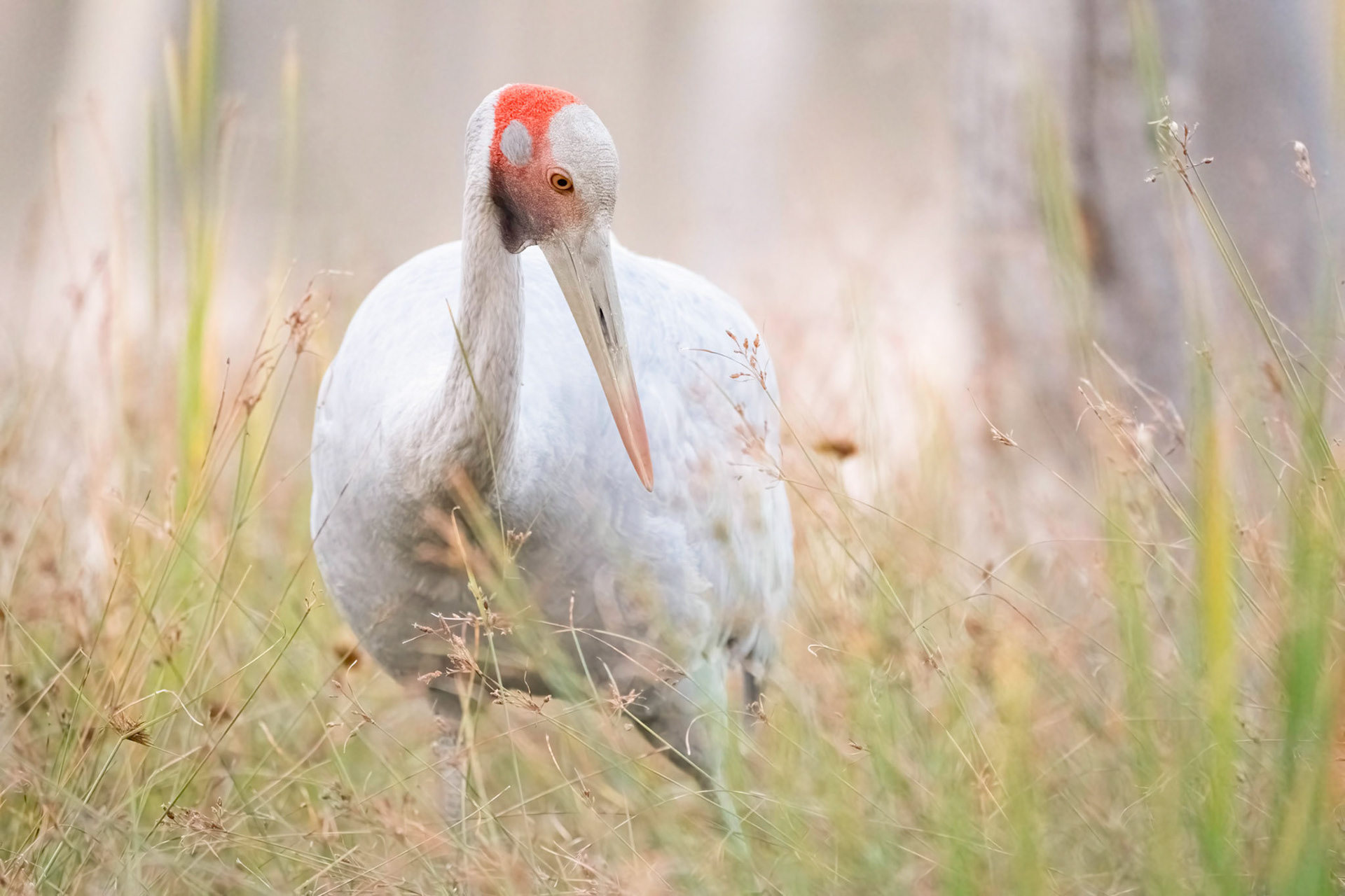 Brolga Portrait 1