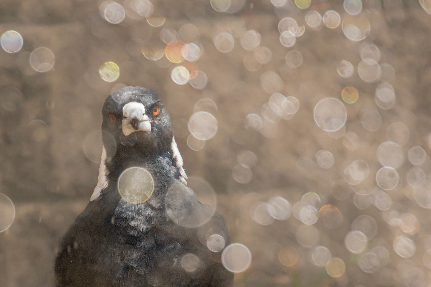 Australia Magpie