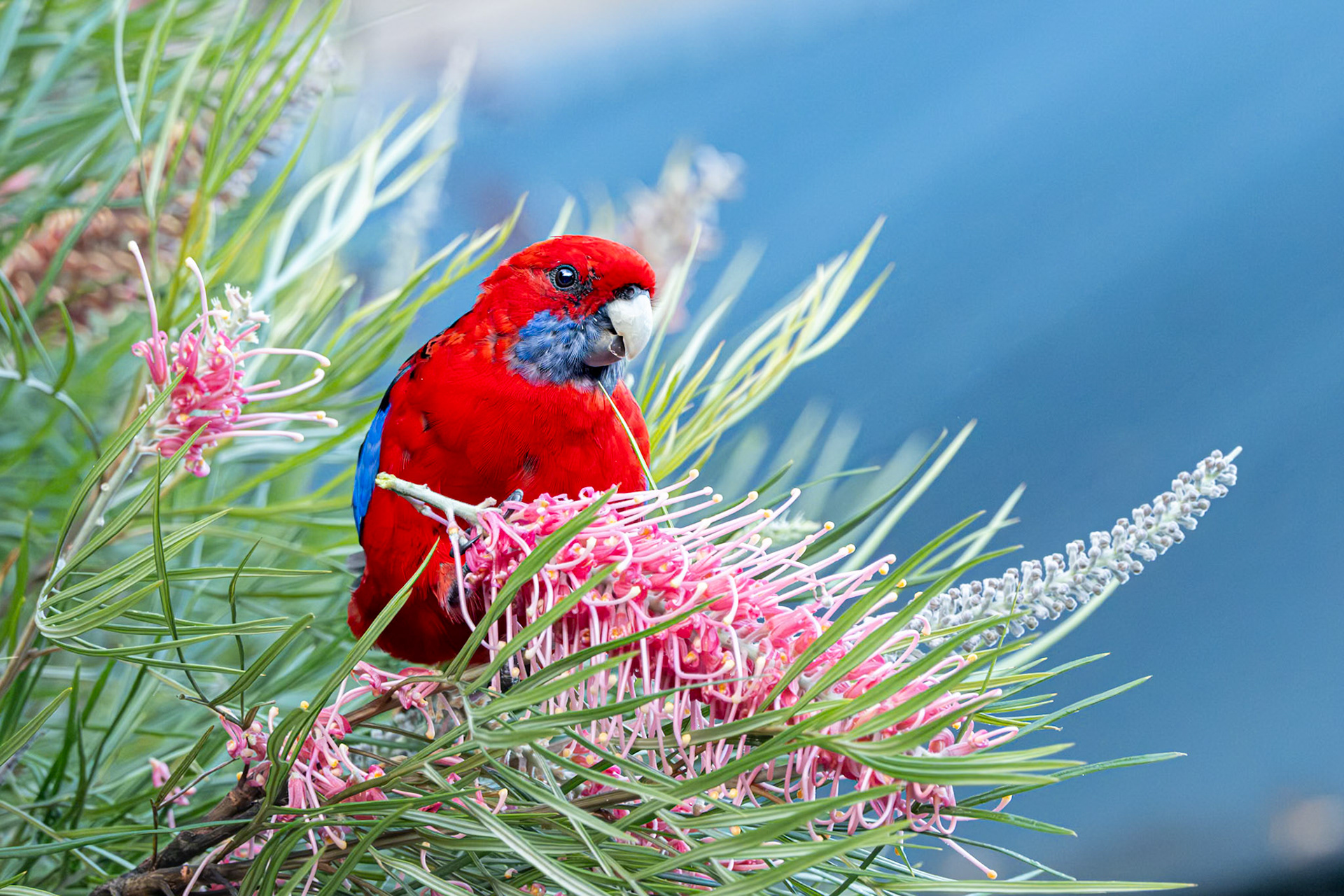 Crimson Rosella OReilly's