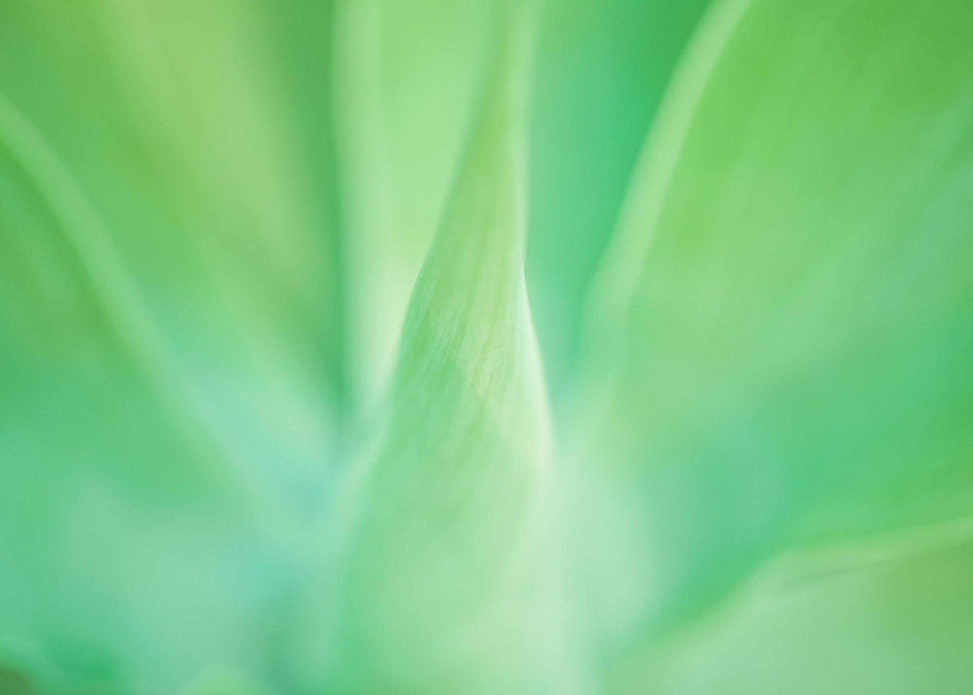Agave