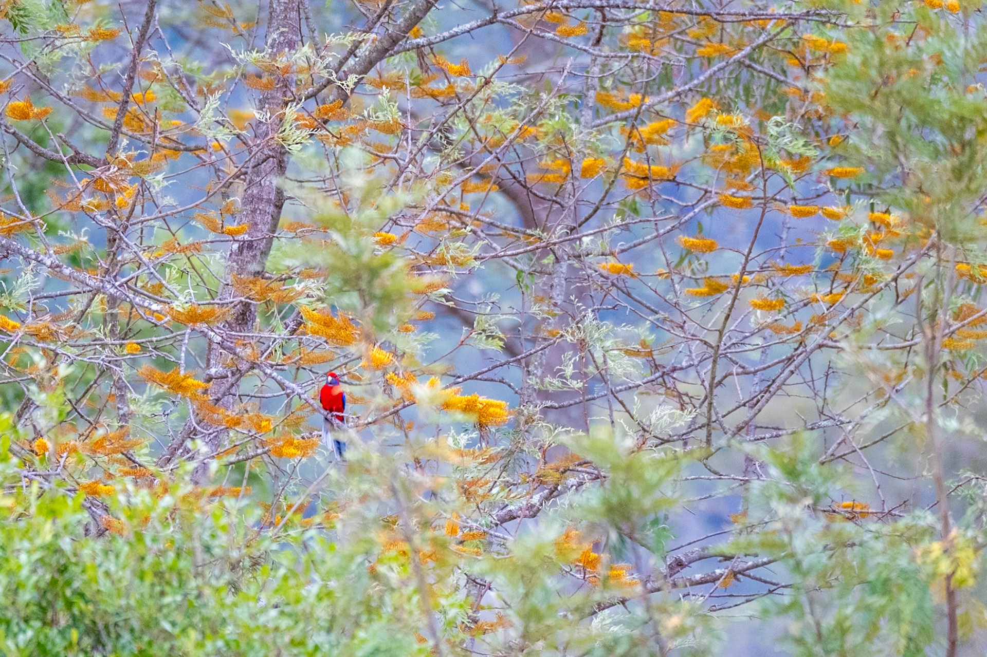 Crimson Rosella in Silky Oak