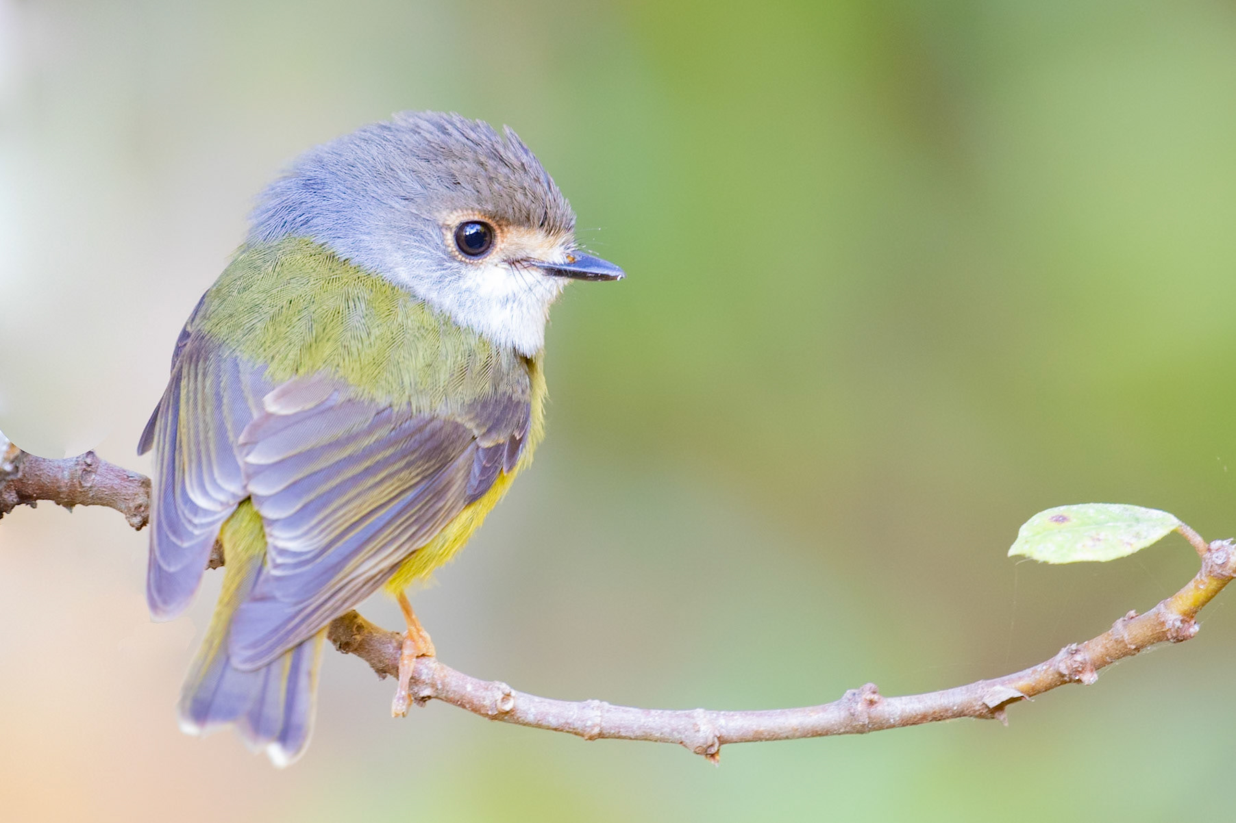 The cutest little Pale Headed Robin pops out to say hello.