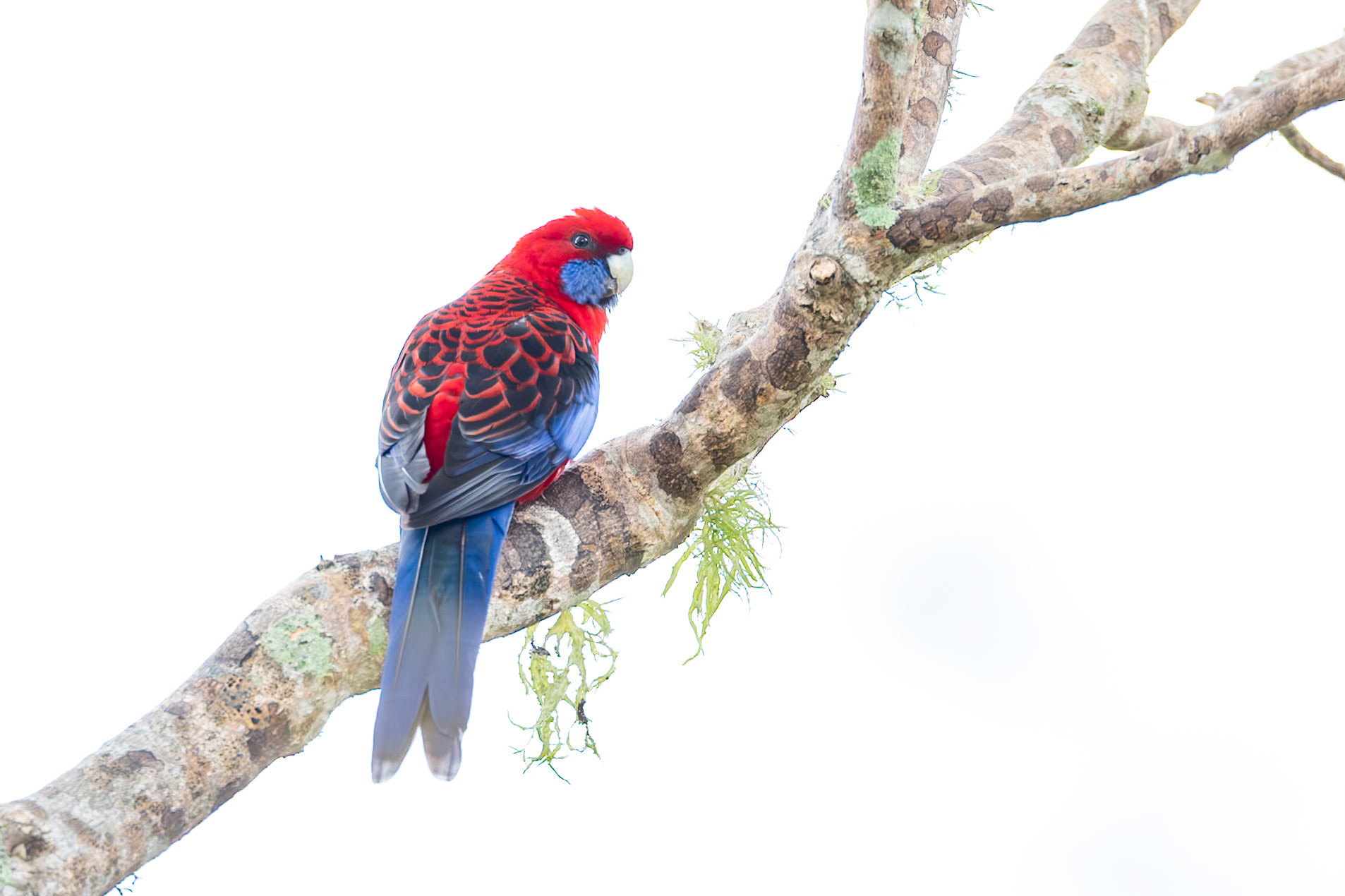 Crimson Rosella Oreilly's