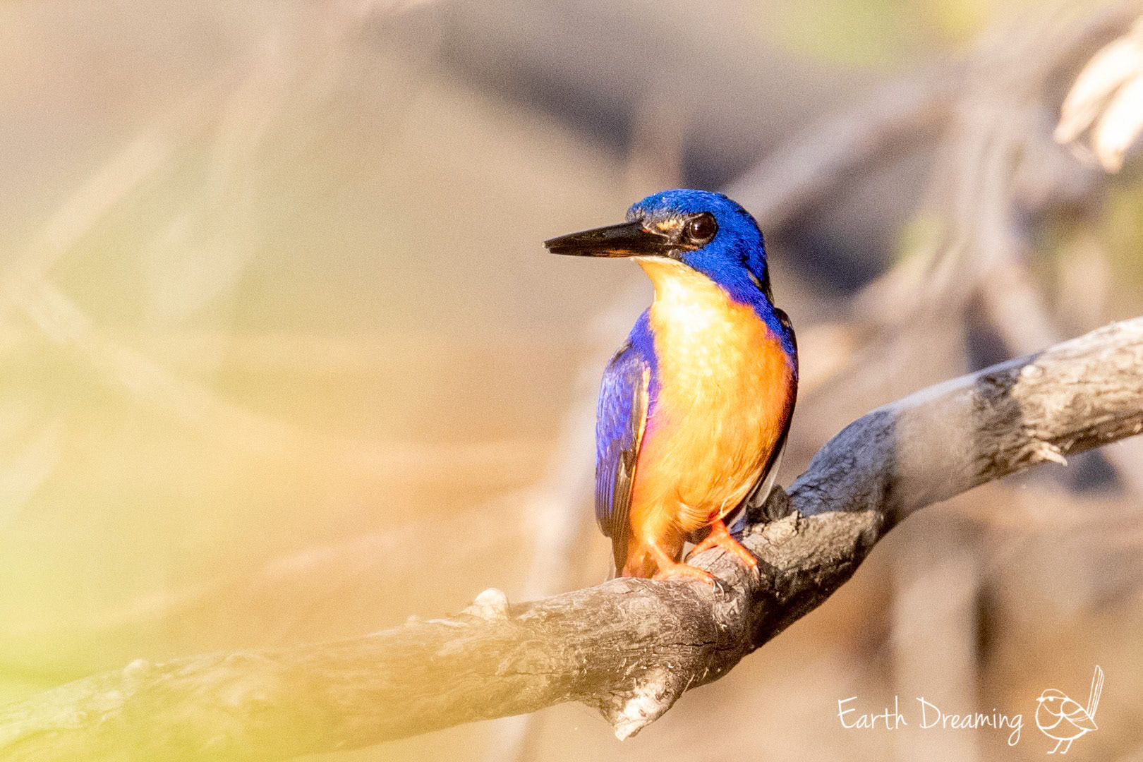 Azure Kingfisher