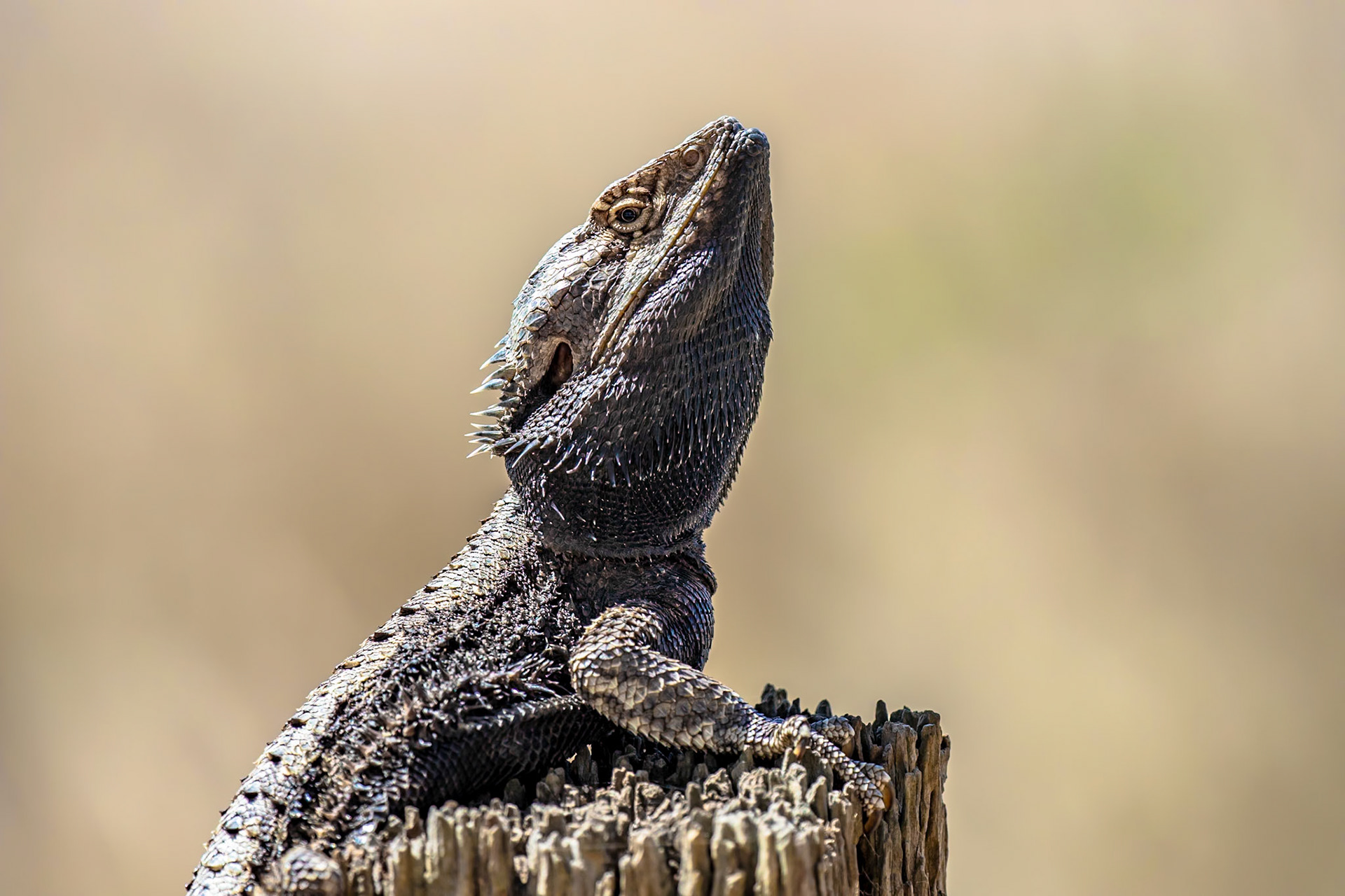 Bearded Dragon