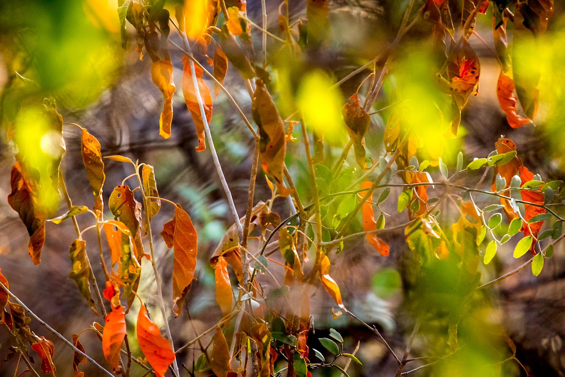 Firely autum colours abstract