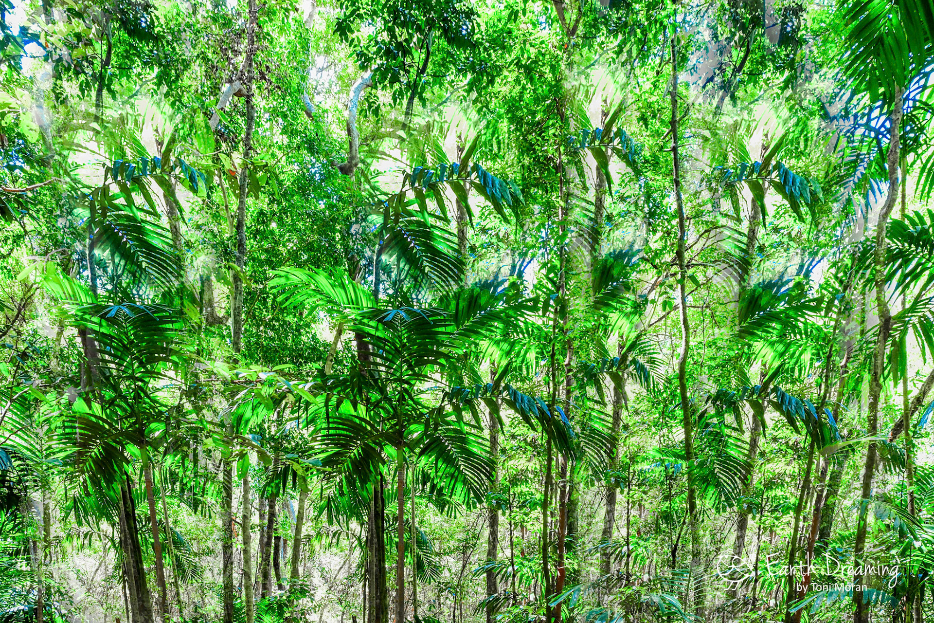 Whitsunday Palm Forest - QLD