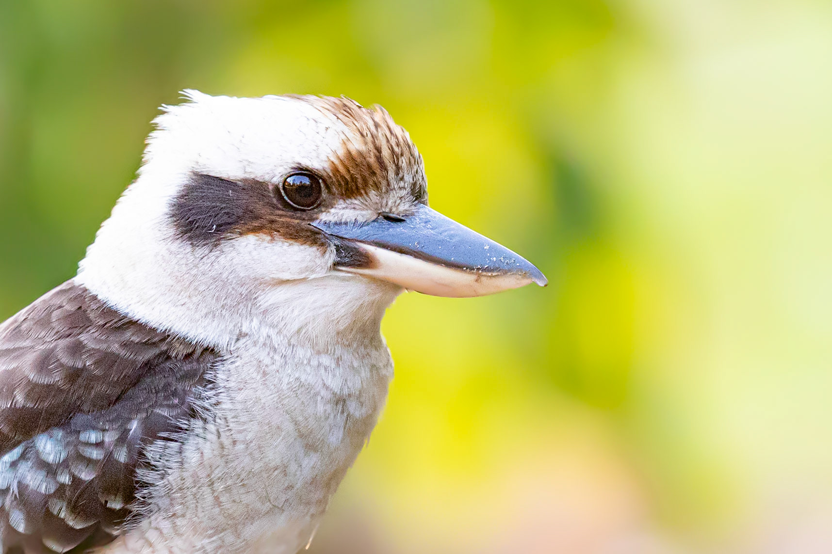 The familiar watchul eye of the gorgeous Laughing Kookaburra - Wappa Dam, Sunshine Coast, QLD Australia