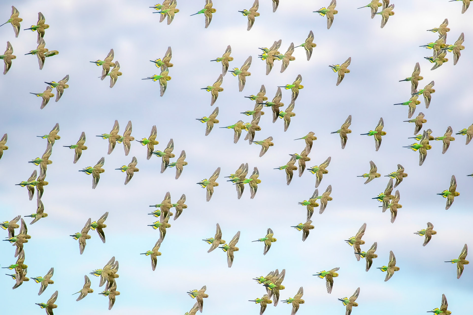 Budgerigars