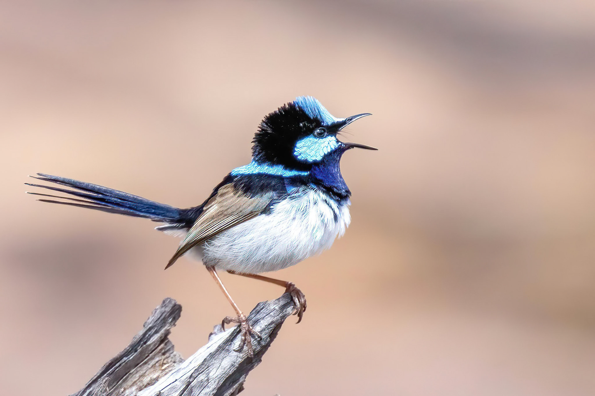 Calling Male Superb Fairywren