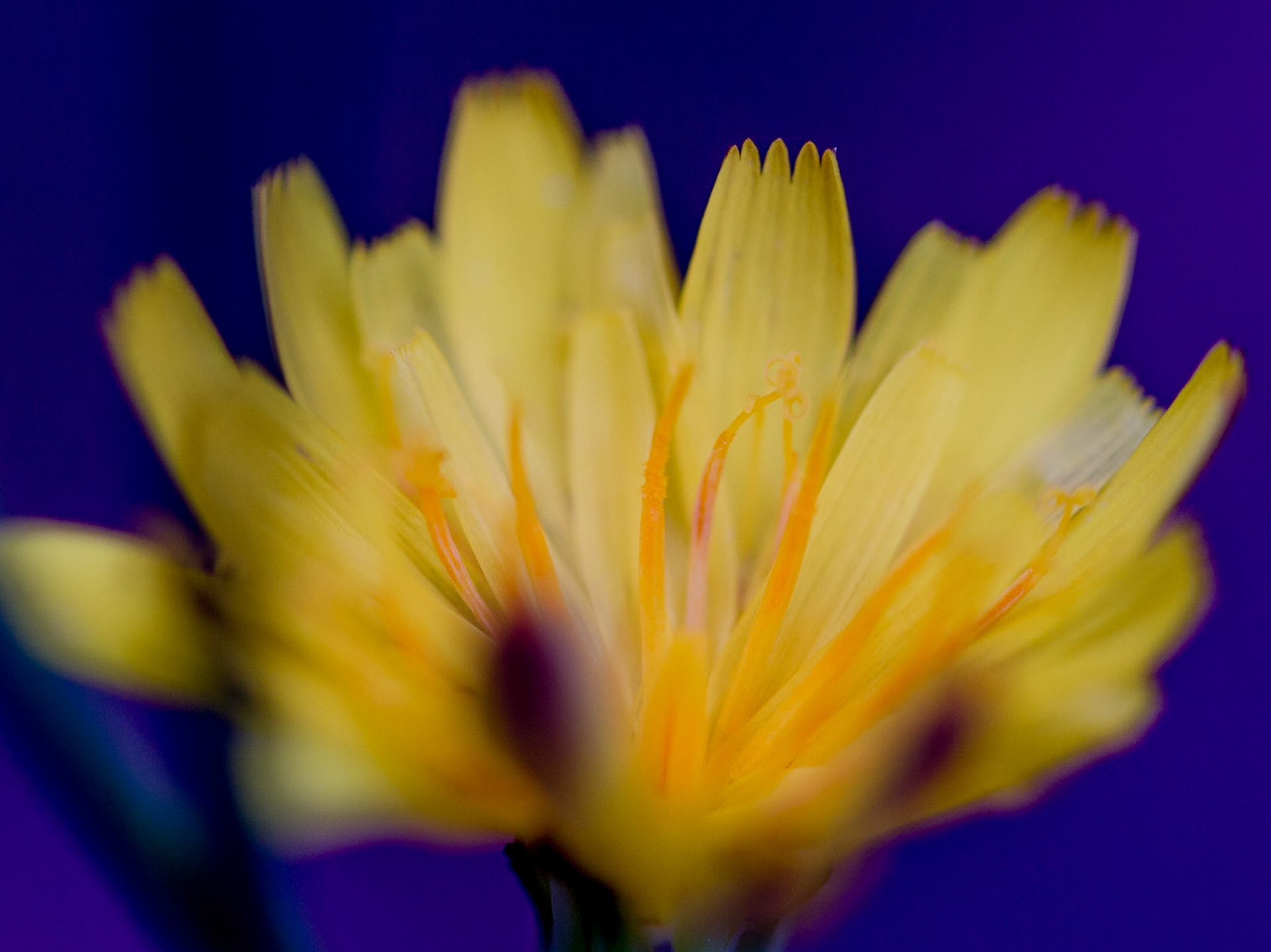 Abstract Dandelion