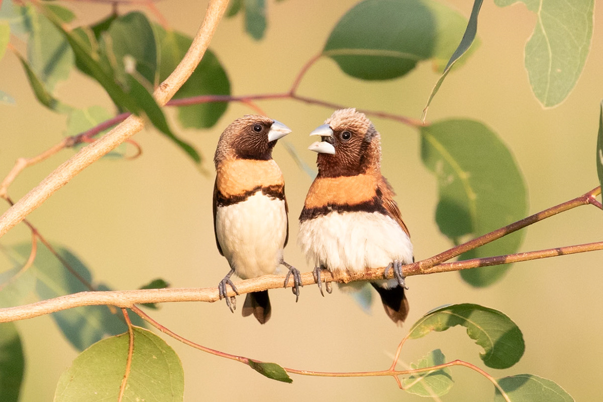 Chestnut Breasted Mannikin